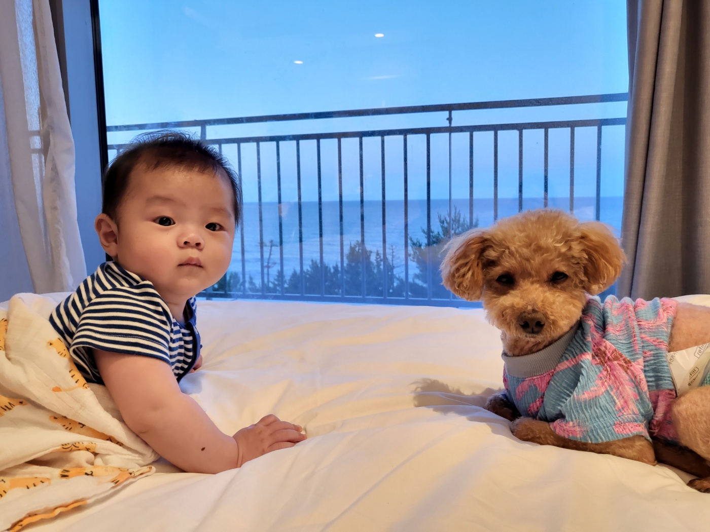푸딩이 (도순이) 입양2년차 이야기