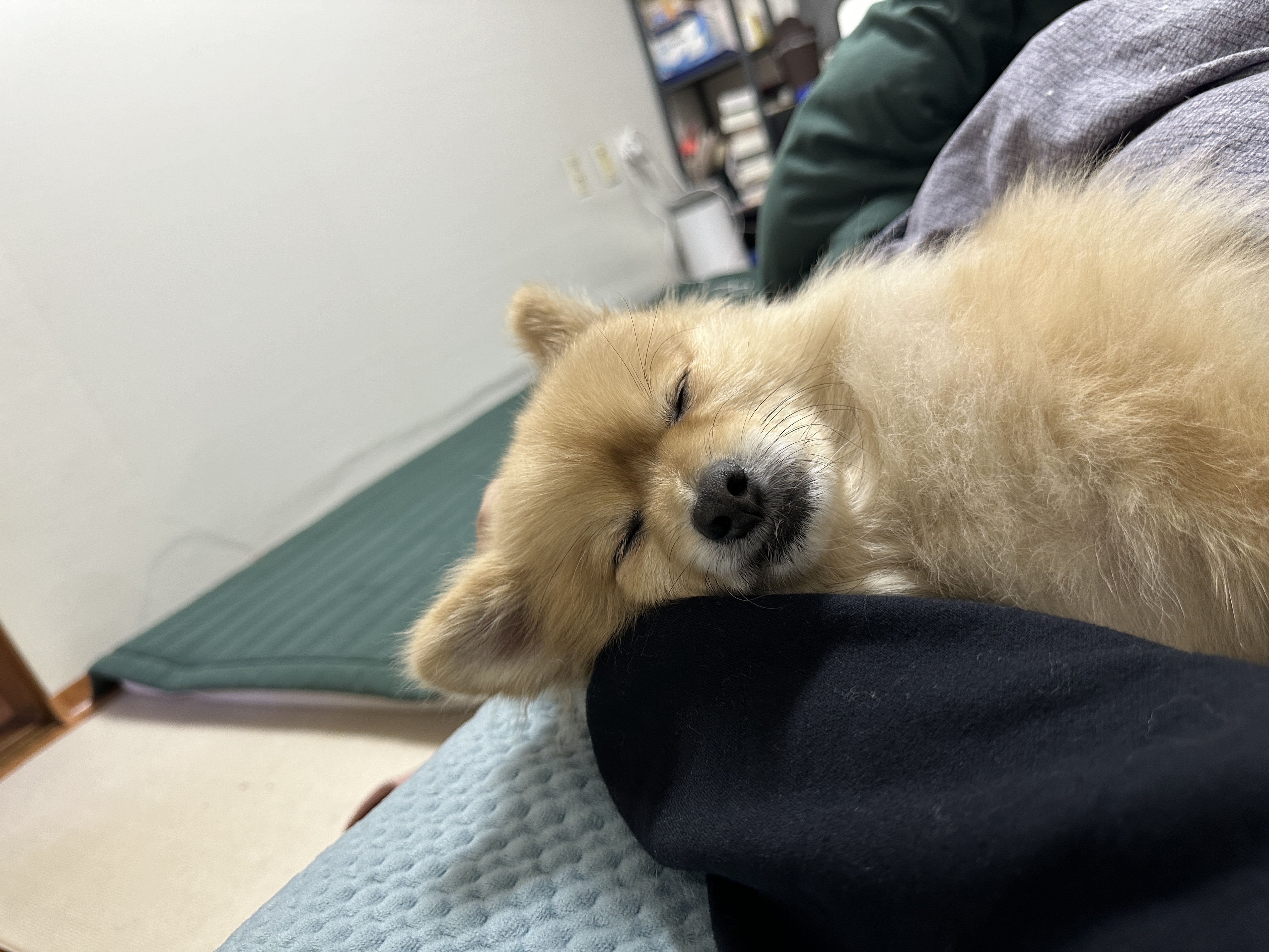 더덕이(입양 전 롤푸)와 함께한 2년