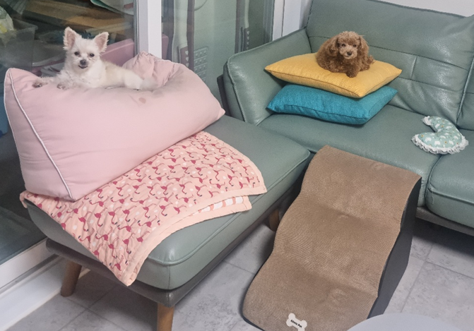 영천 불법번식장 보들이 & 아산 엘프 근황입니다. 