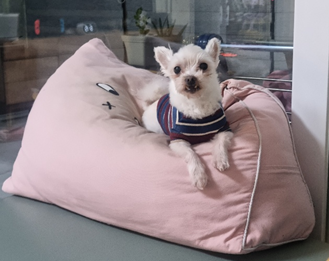 영천 불법번식장 보들이 & 아산 엘프 근황입니다. 