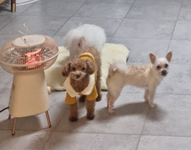 영천 불법번식장 보들이 & 아산 엘프 근황입니다. 
