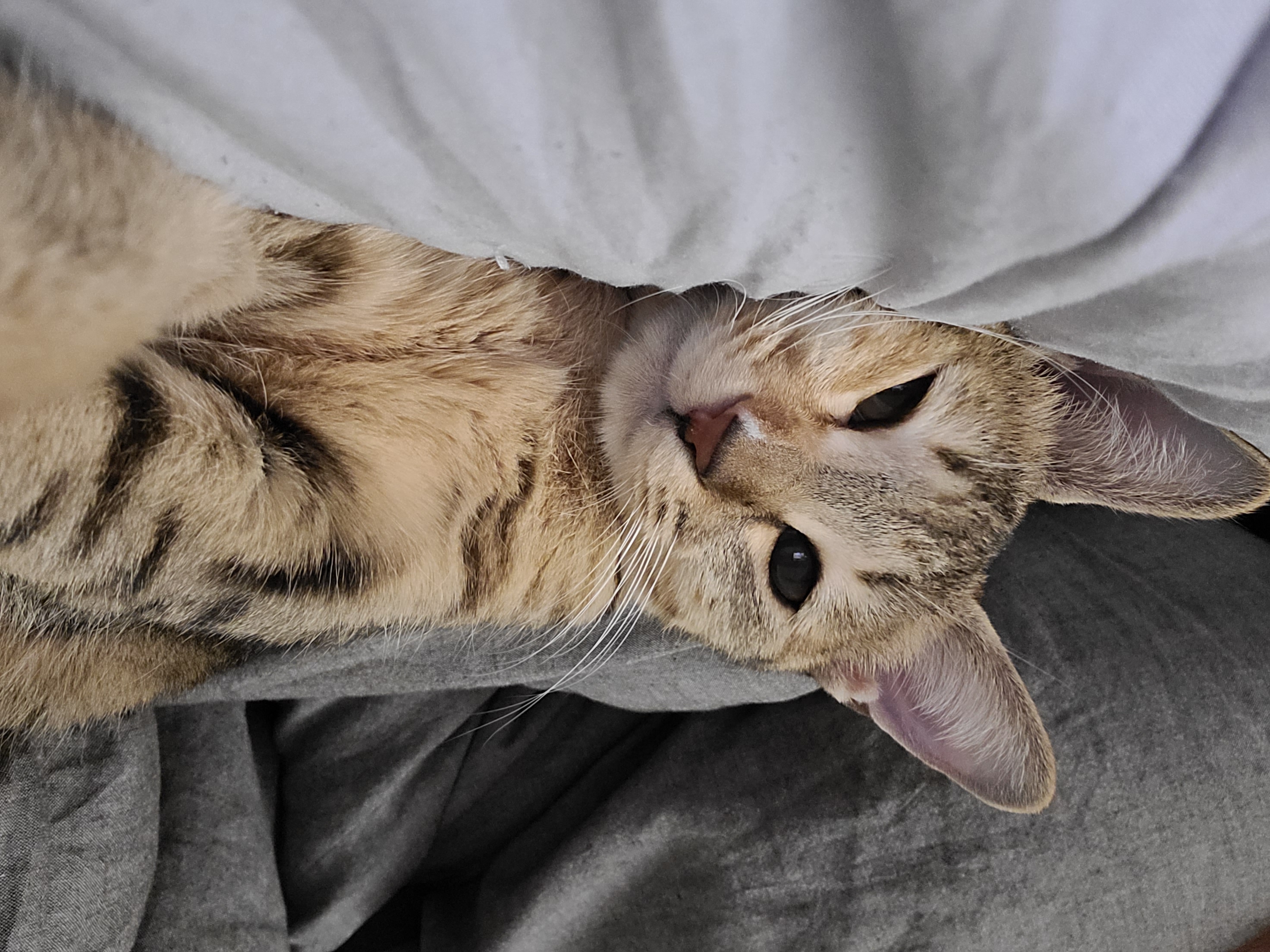 튼이튼이 이튼이
