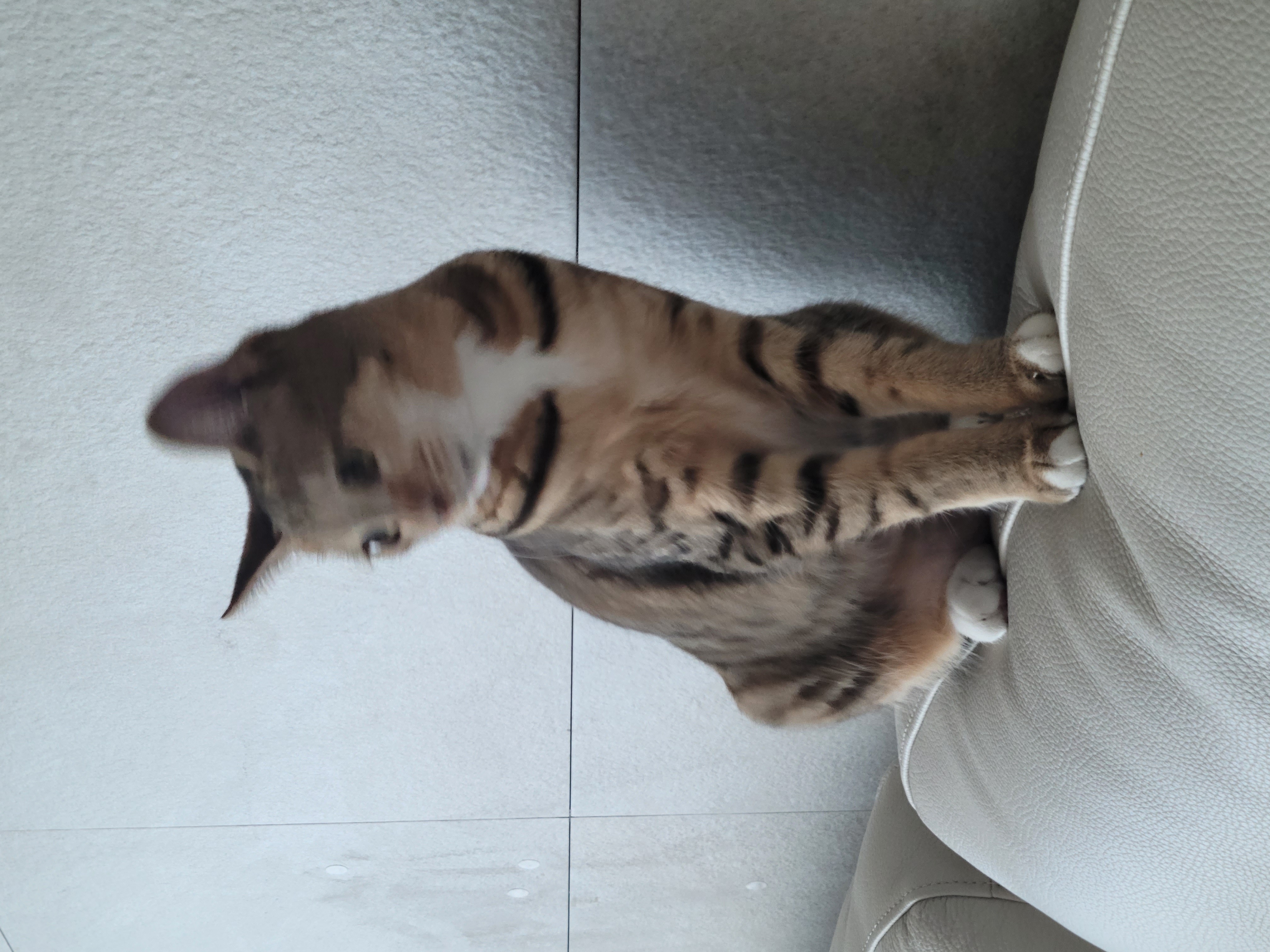 튼이튼이 이튼이
