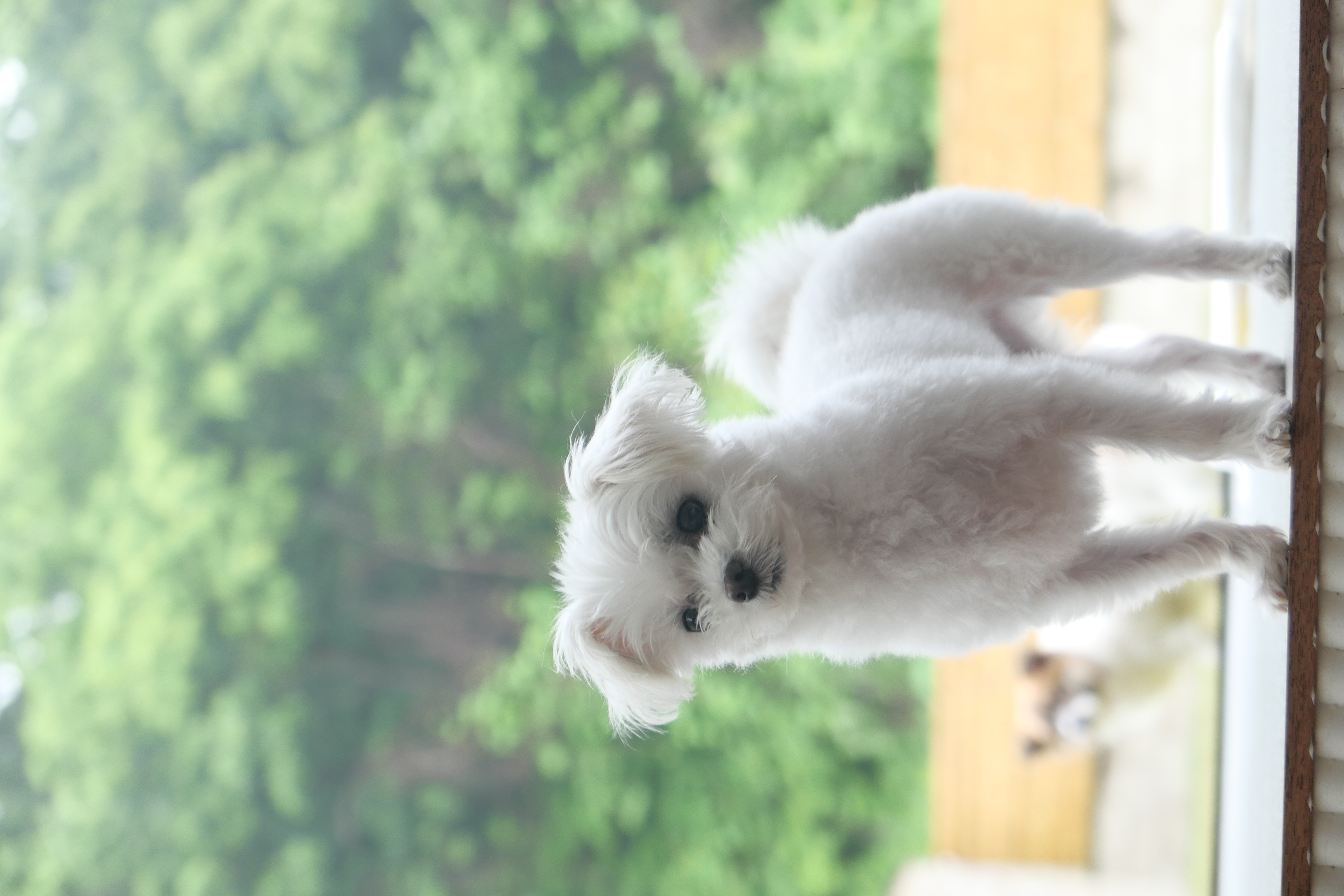 삼원이 입양한지 1년이 되었어요