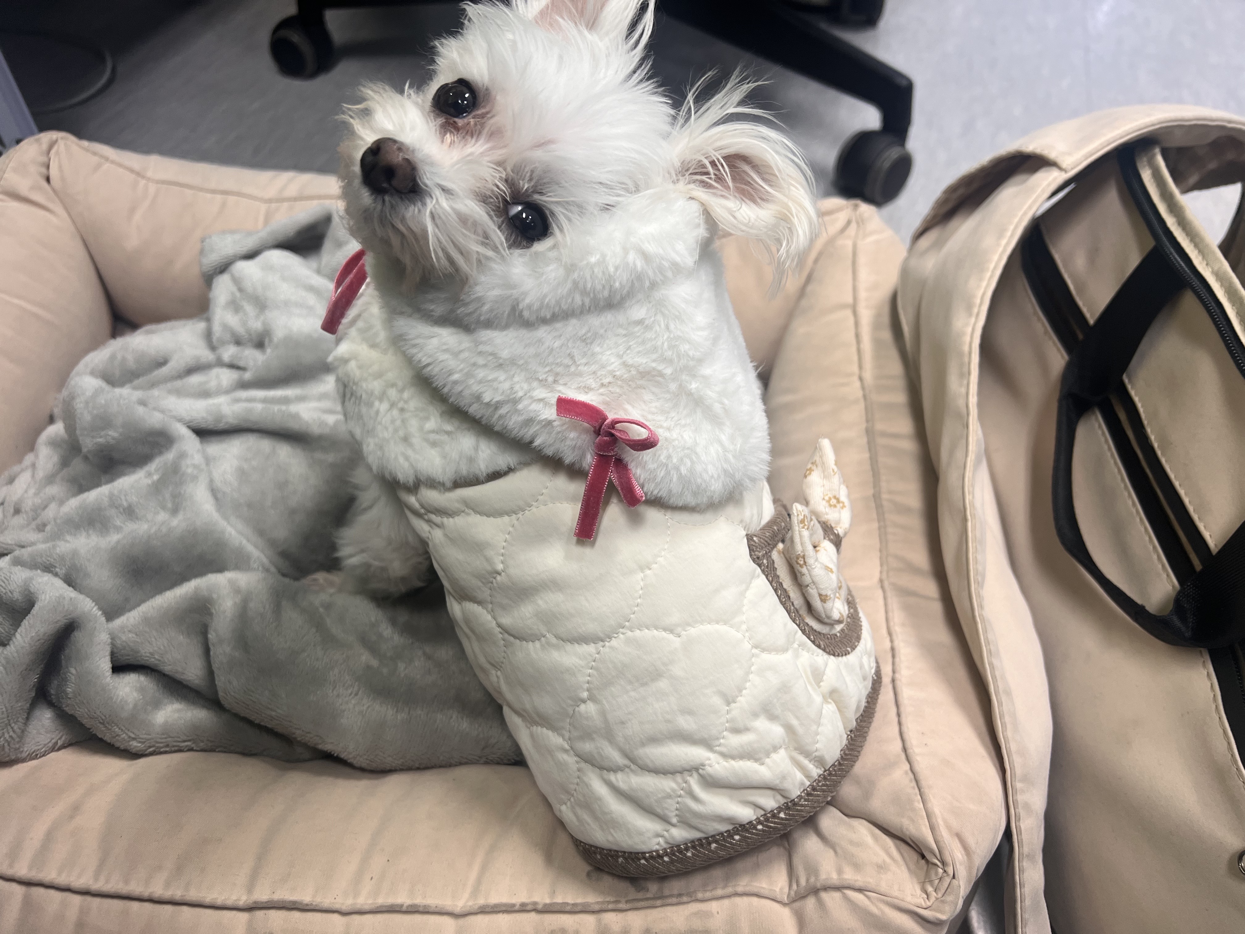 삼원이 입양한지 1년이 되었어요