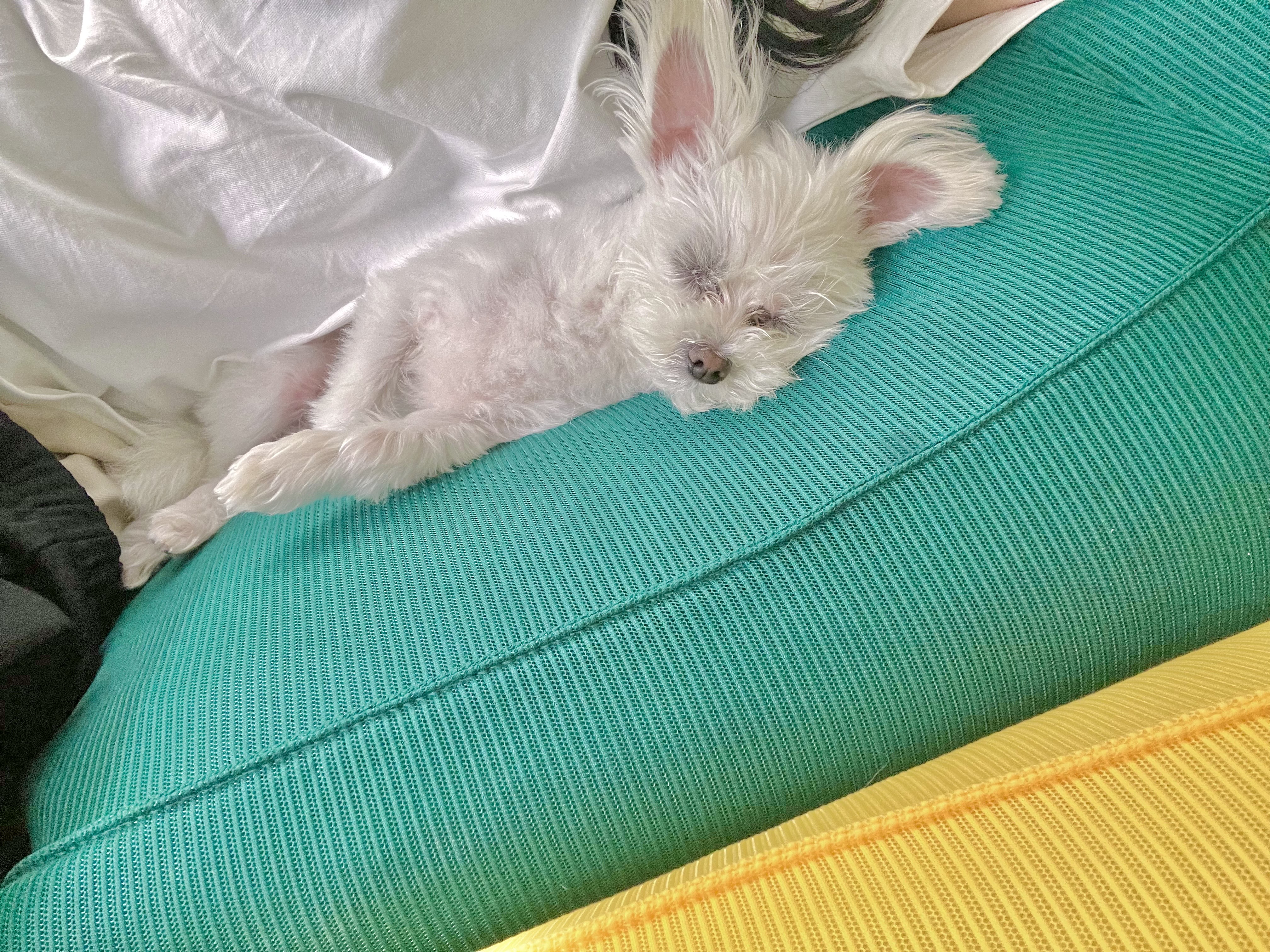 삼원이 입양한지 1년이 되었어요