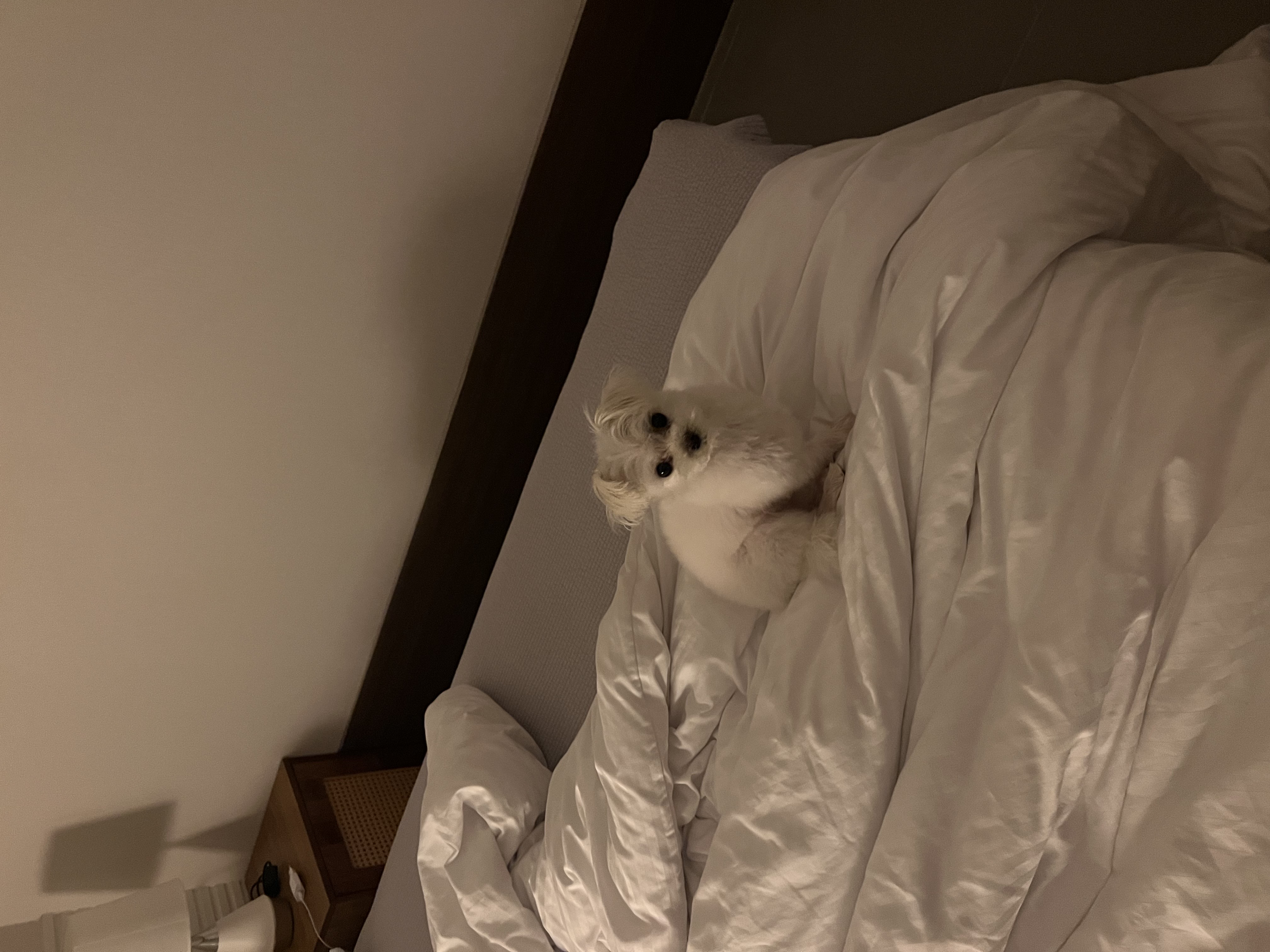 삼원이 입양한지 1년이 되었어요