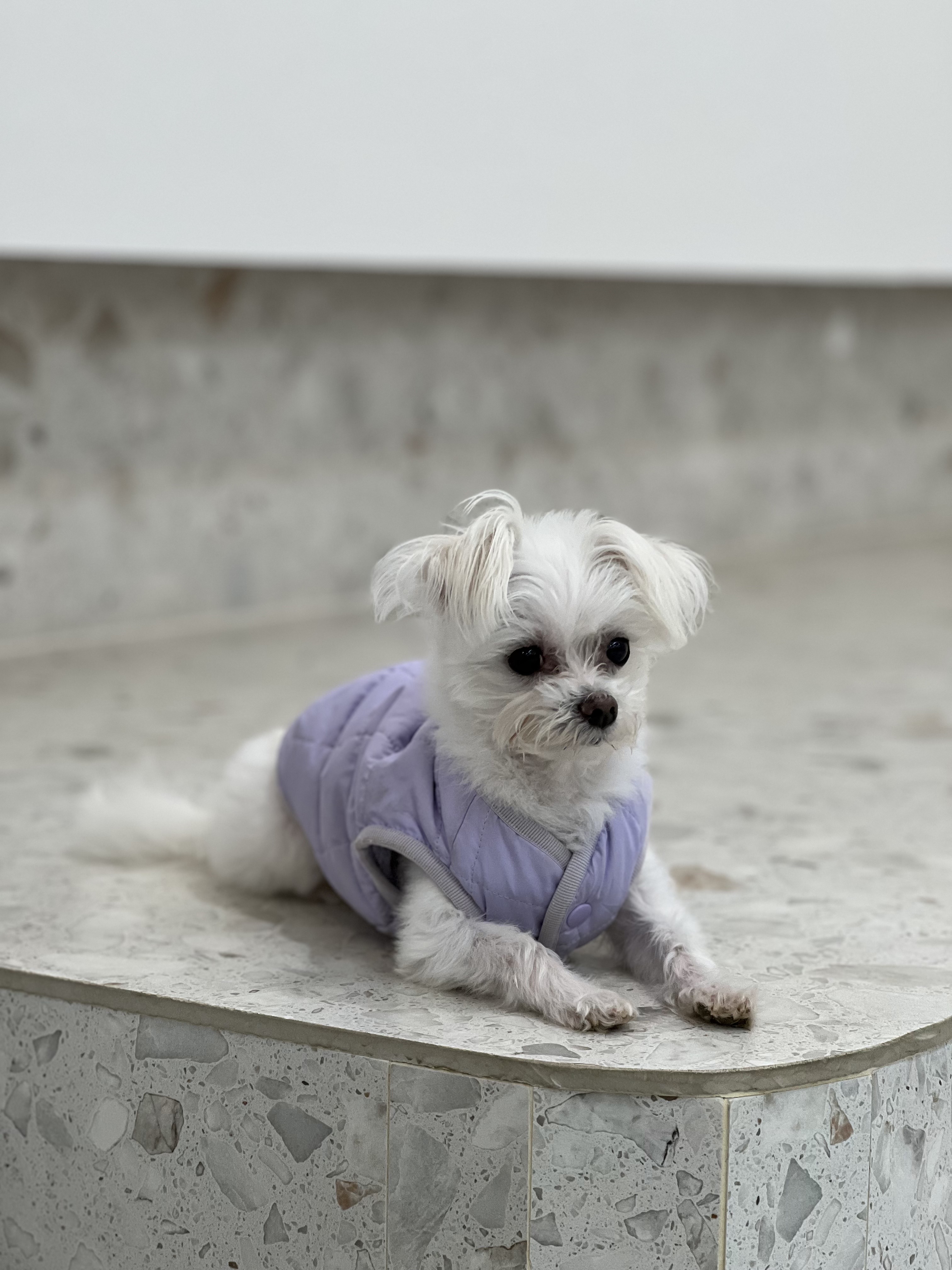 삼원이 입양한지 1년이 되었어요