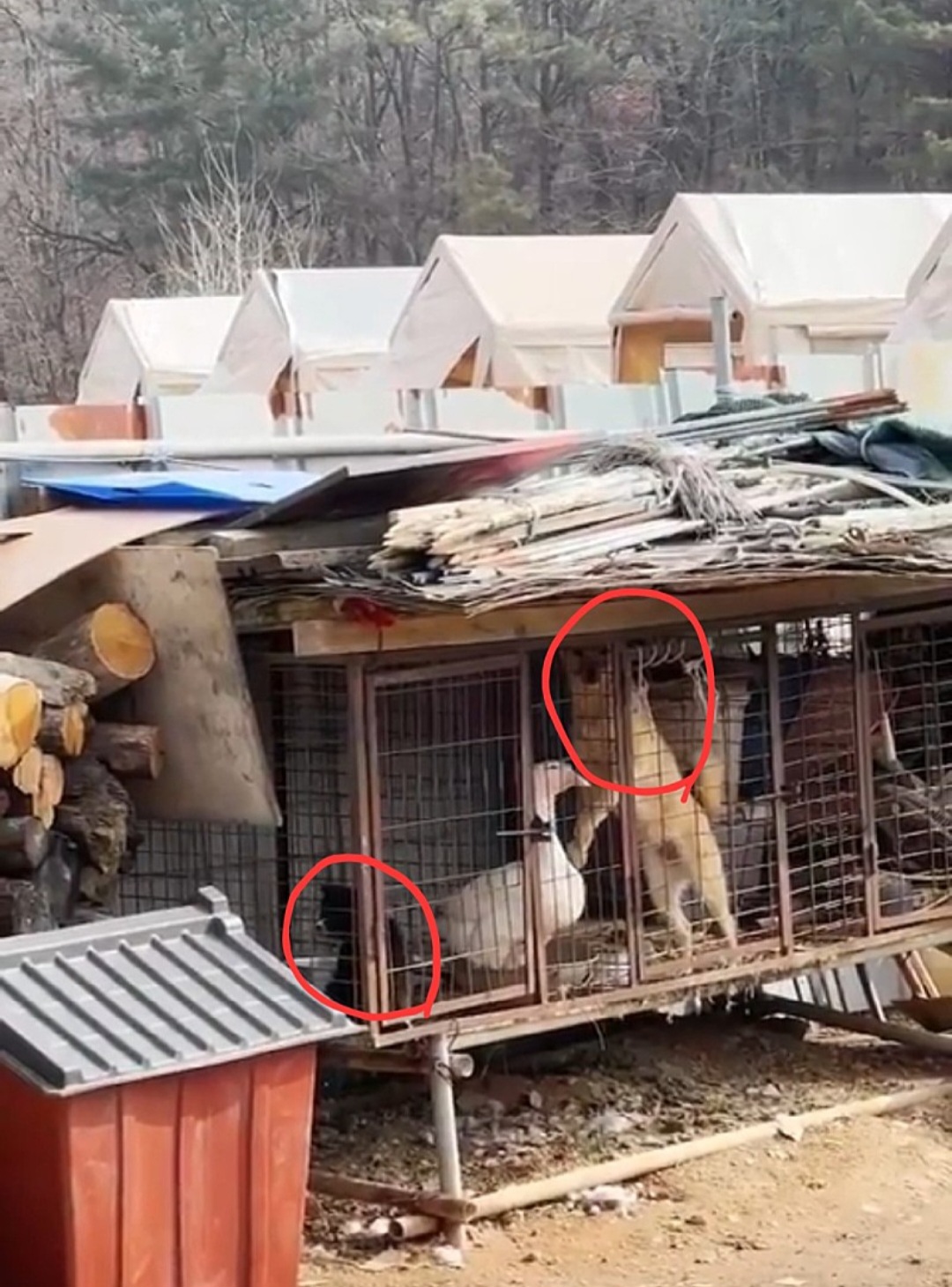 고양시 식용목적 뜬장학대 도와주세요.