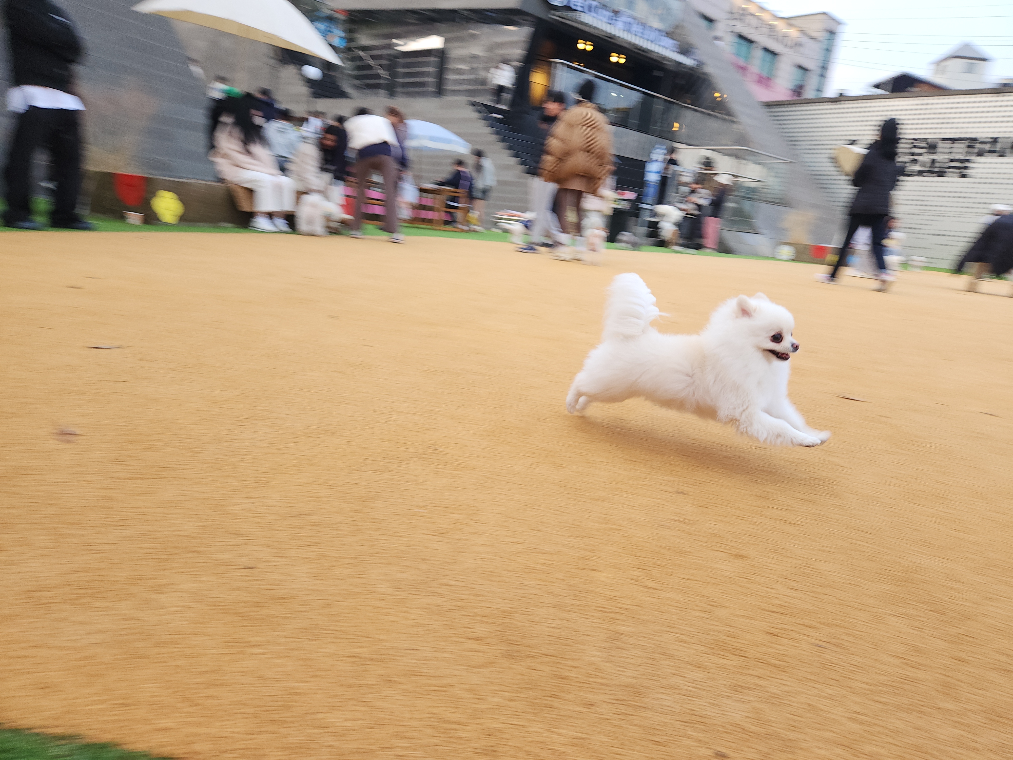 율무(시루) 입양 1년 되었습니다
