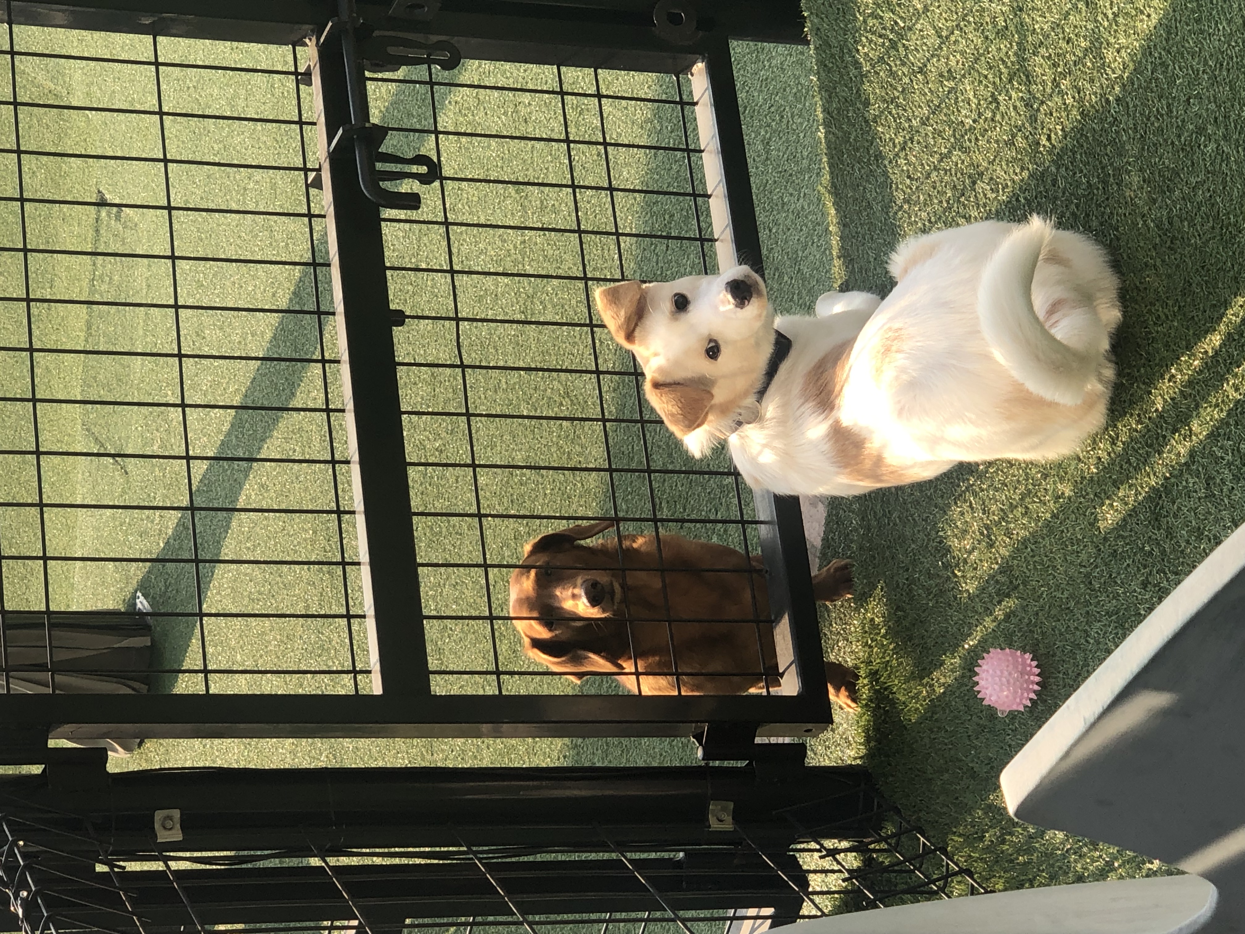 구구(구 건빛) 입양 3달차 후기 :)