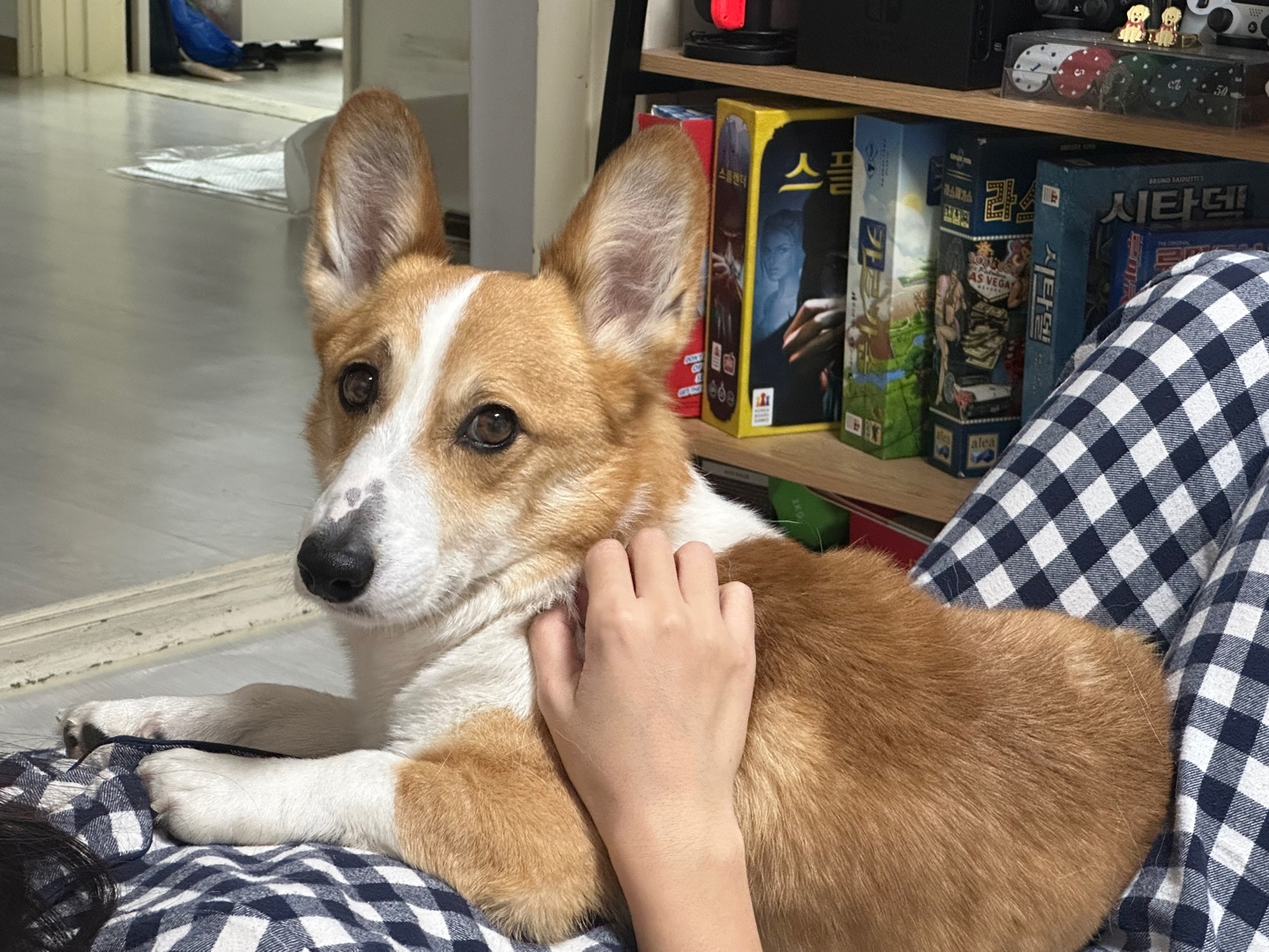 무티(구. 수코) 입양 한 달 후기