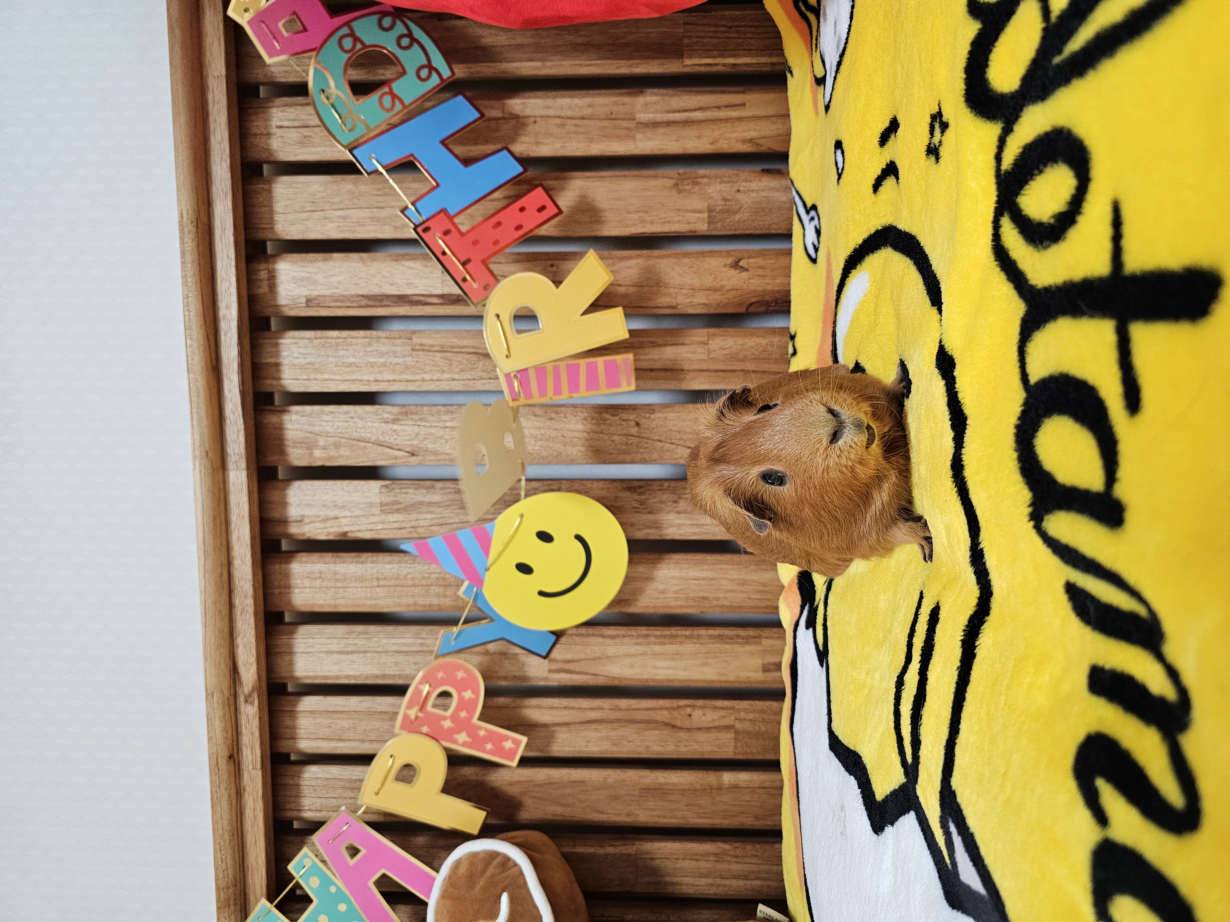 기니피그 마론(구.귀염), 크림(구,기니) 4주년 ♡