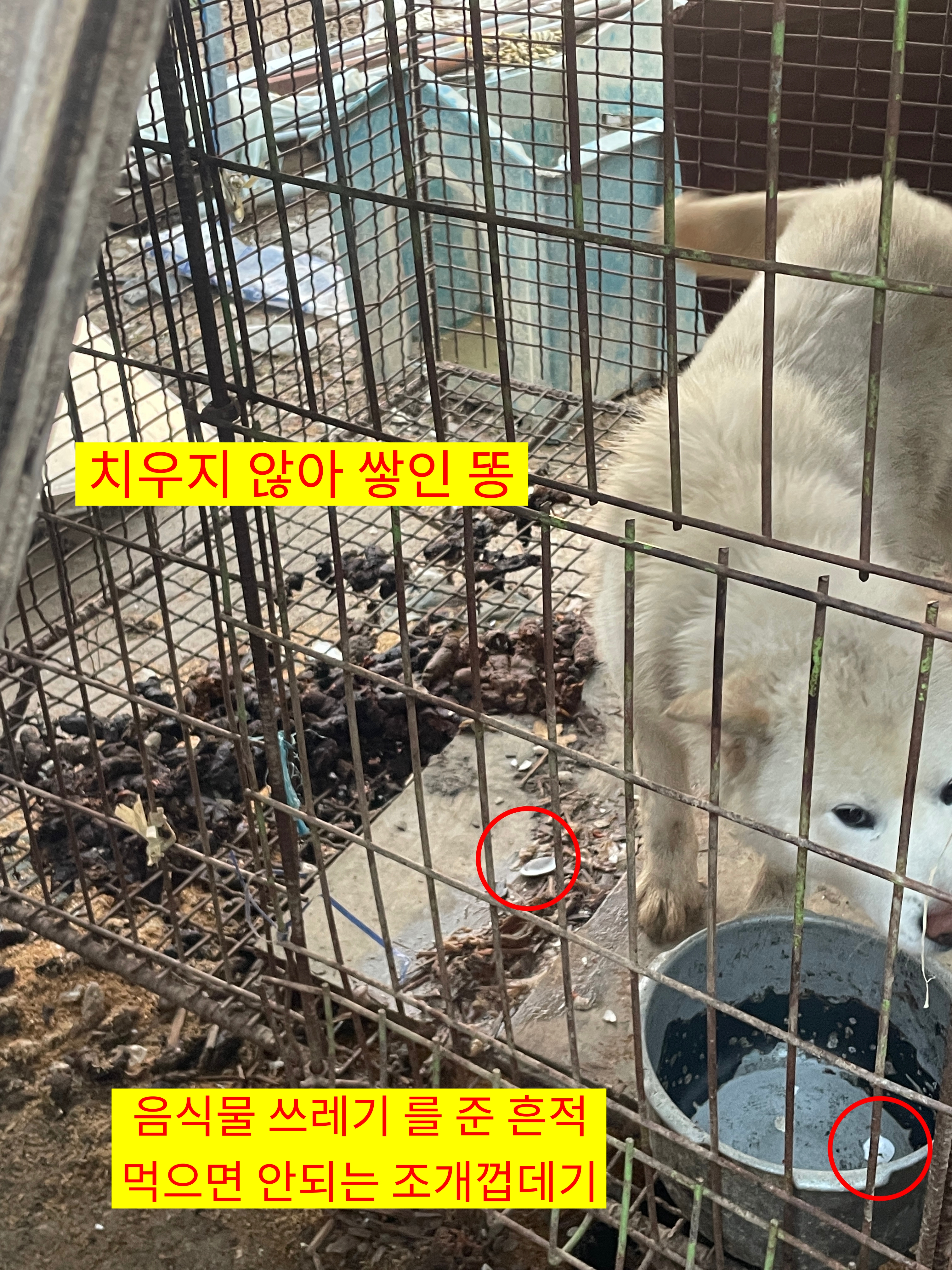 뜬장에 똥이 가득하고 조개껍데기를 먹는 아이를 구조해주세요.