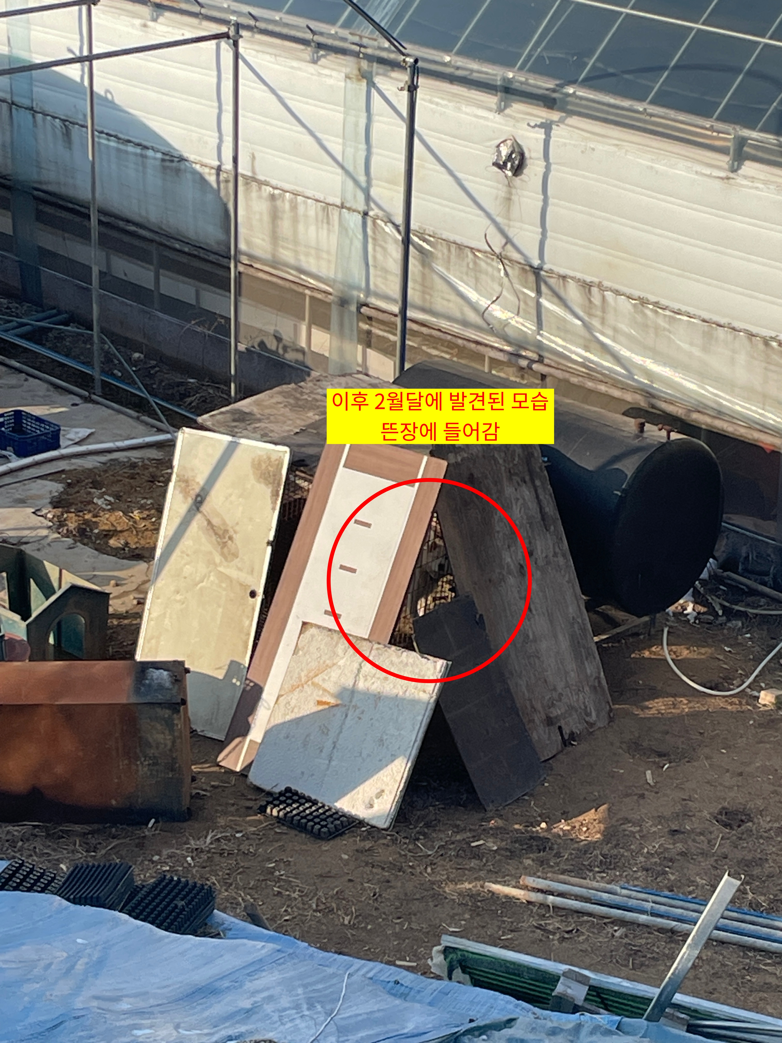 뜬장에 똥이 가득하고 조개껍데기를 먹는 아이를 구조해주세요.