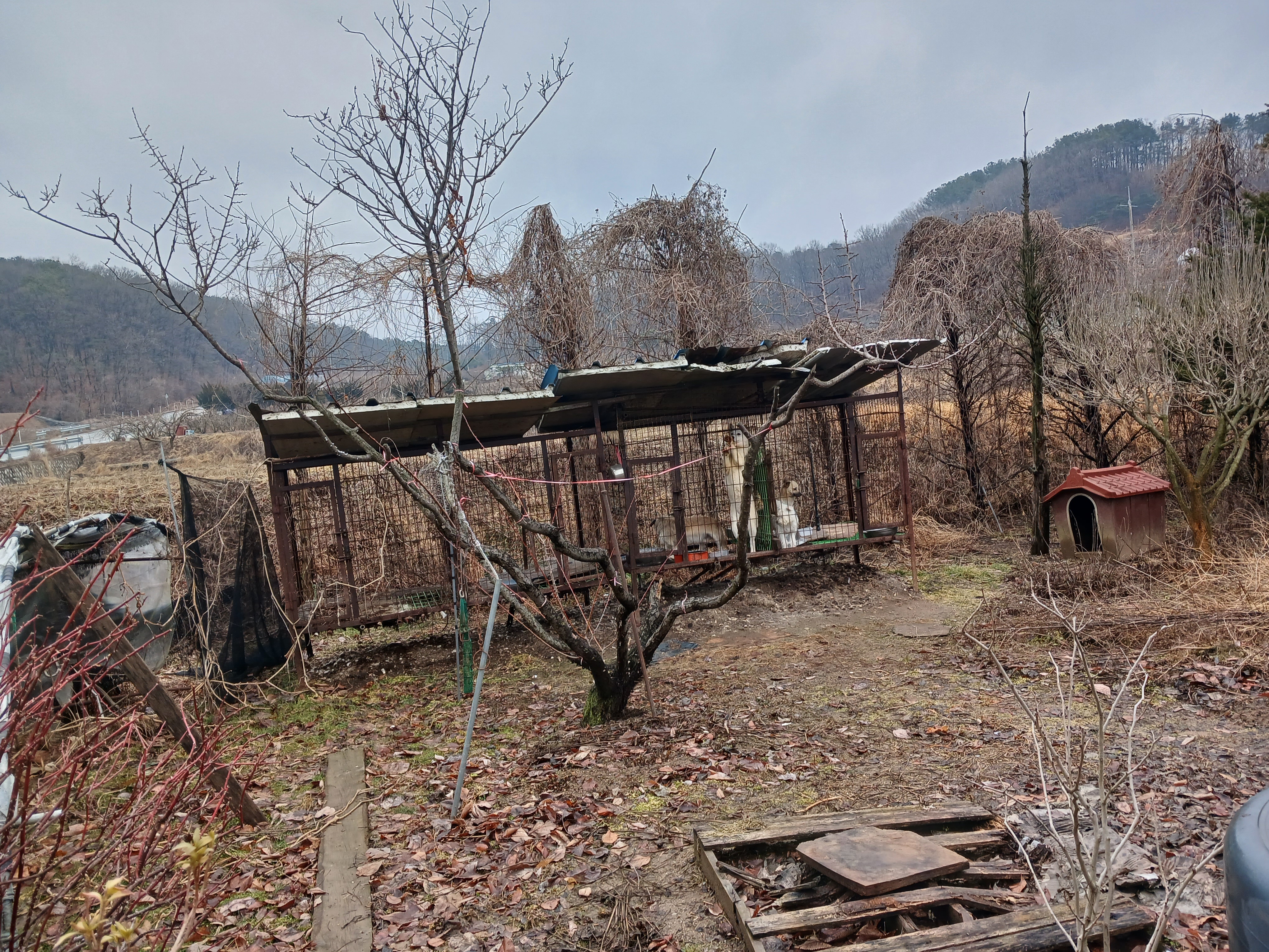 개들잡아먹고 학대ᆢ