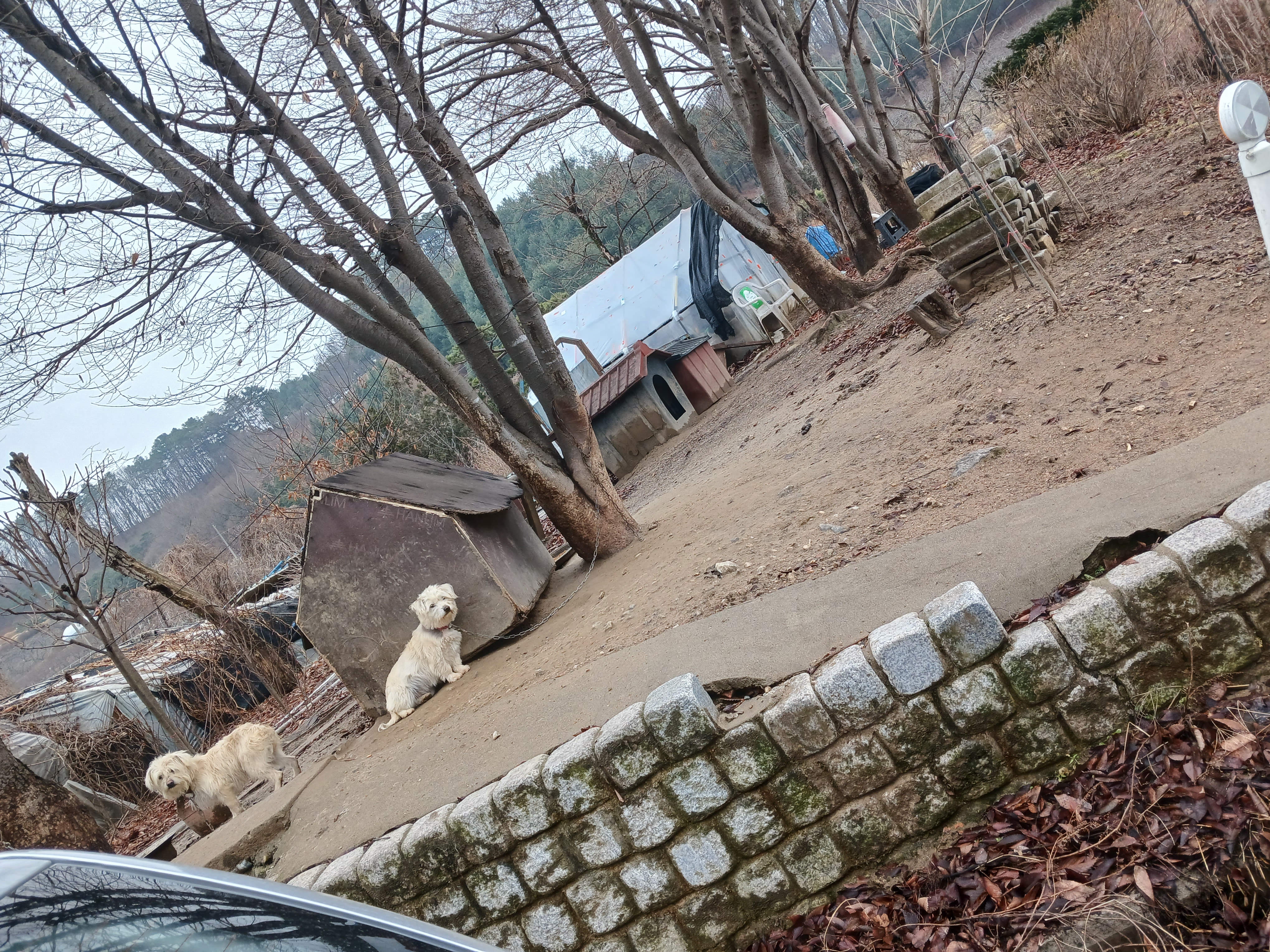 개들잡아먹고 학대ᆢ