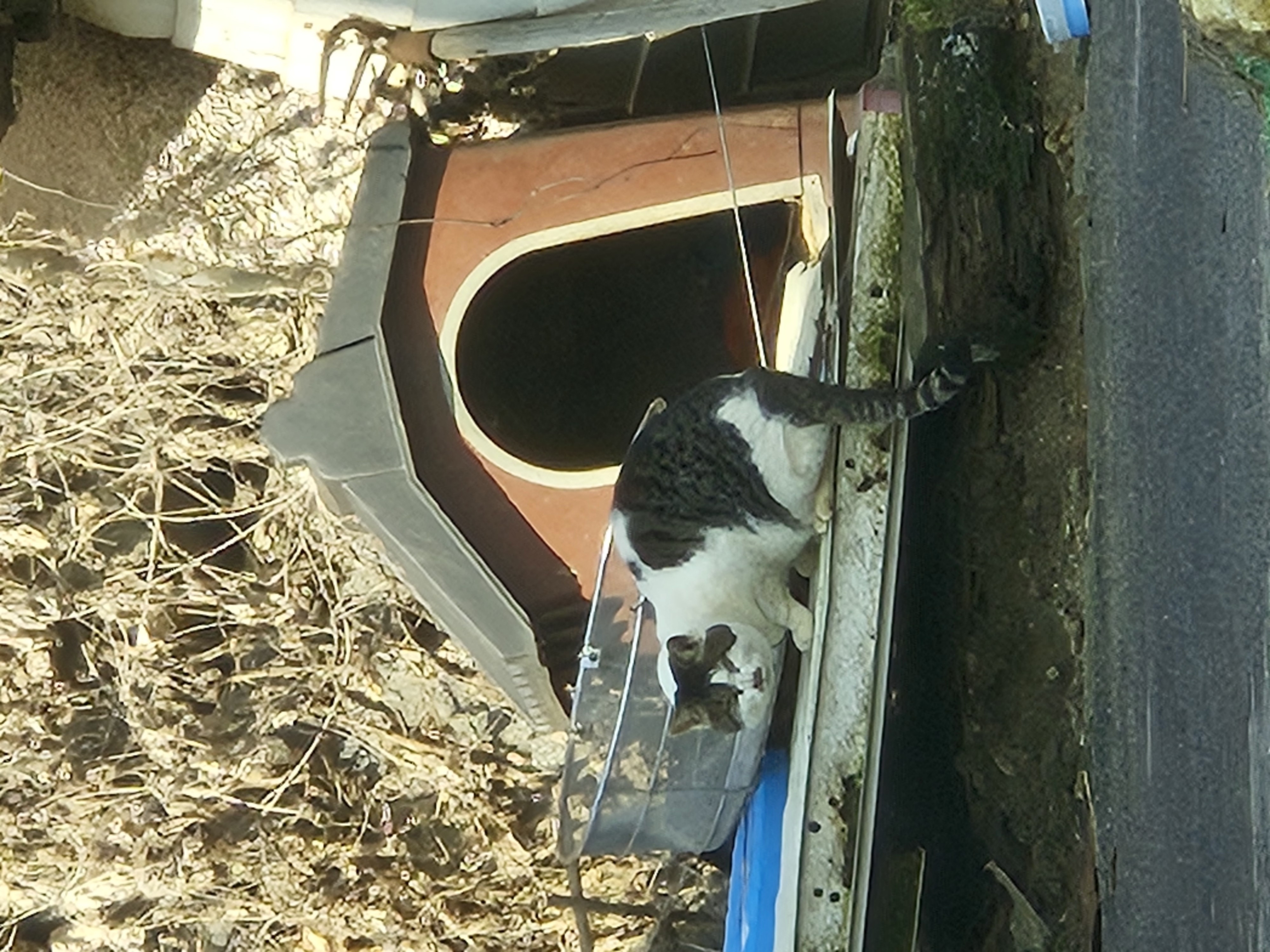 고양이 짧은 목줄 묶어 방치