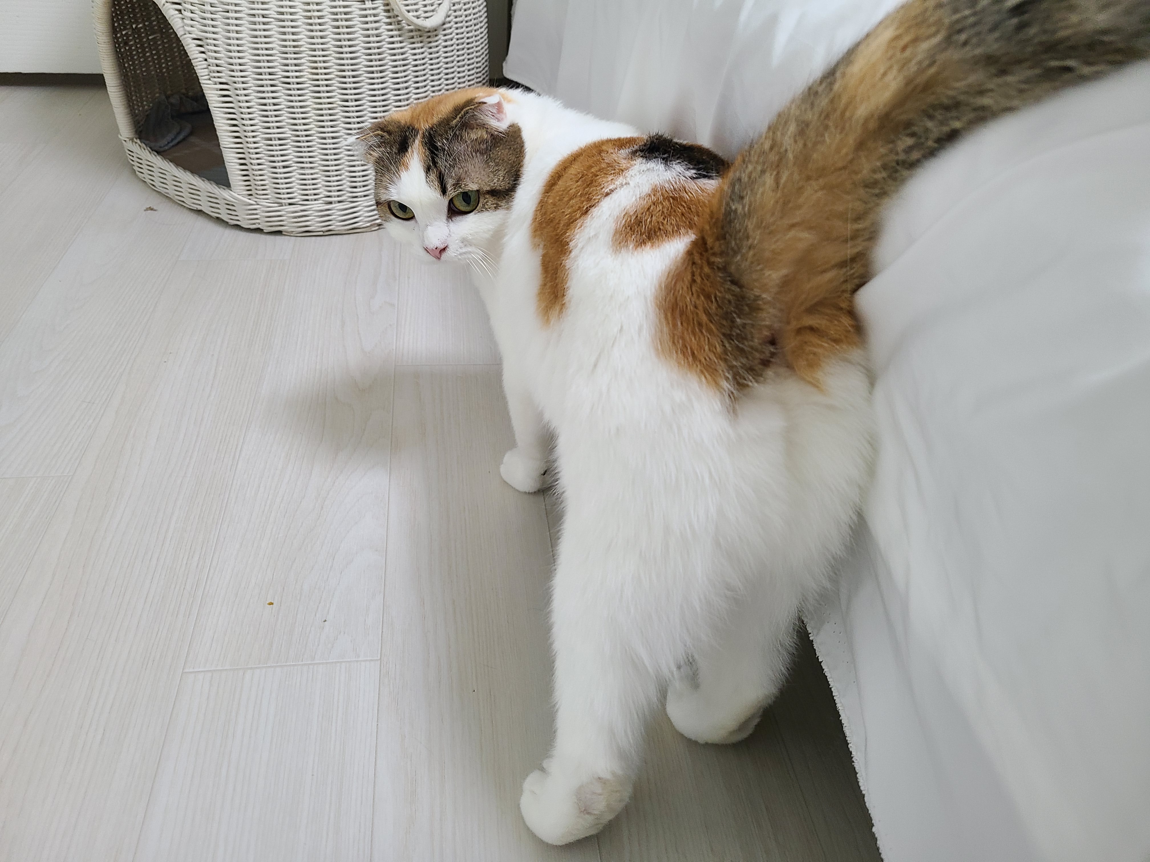 하늬(홍순이) 세달~