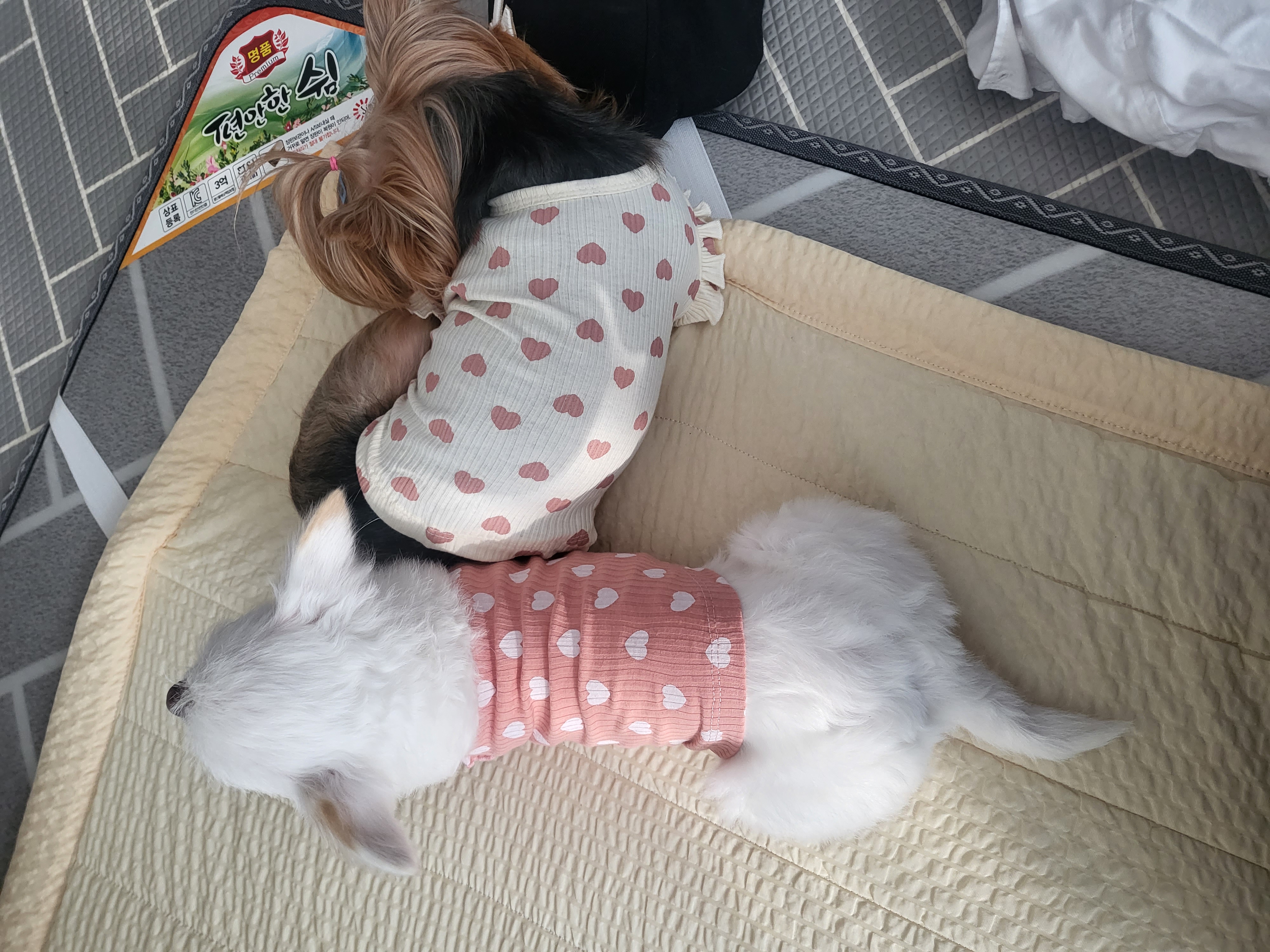 아산 오투(현 설희) 근황올려요^^