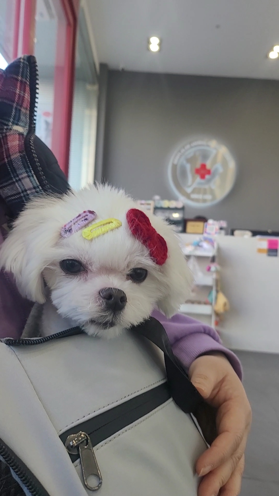 양구 조아(현 설이) 입양 3개월