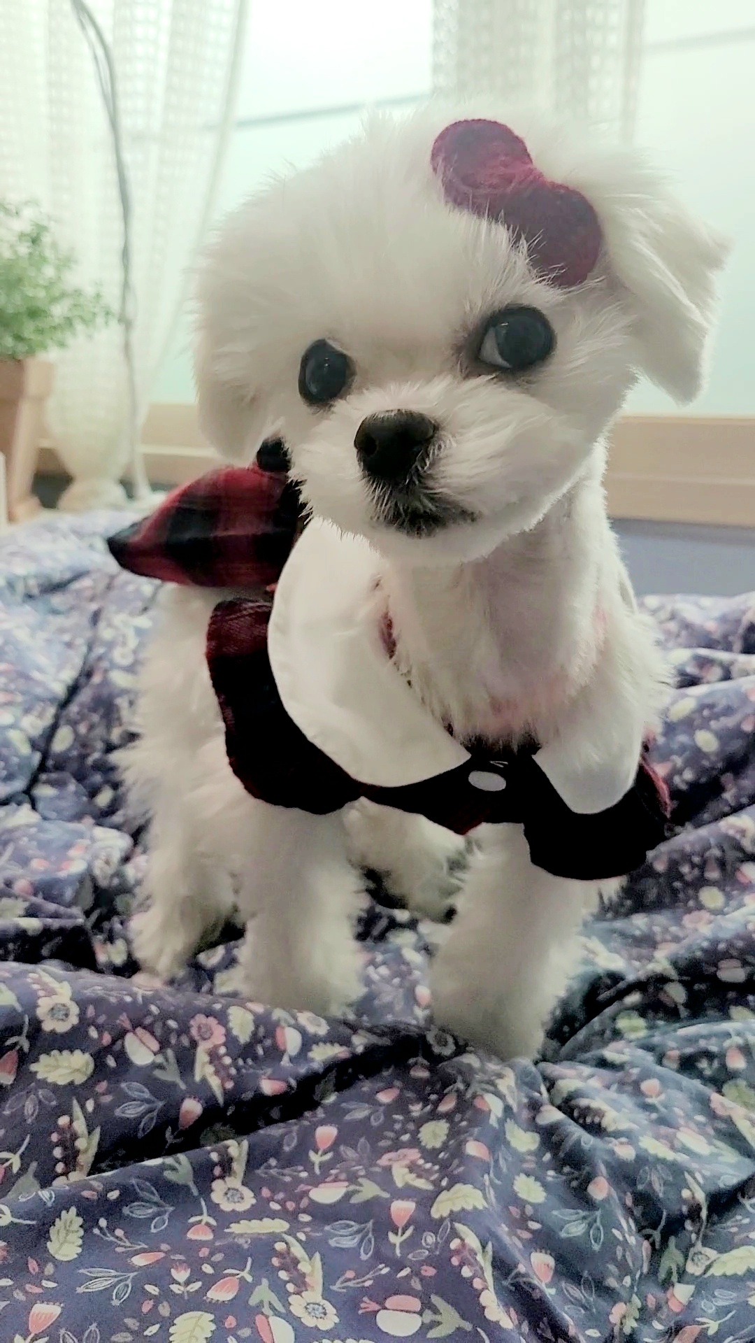 양구 조아(현 설이) 입양 3개월