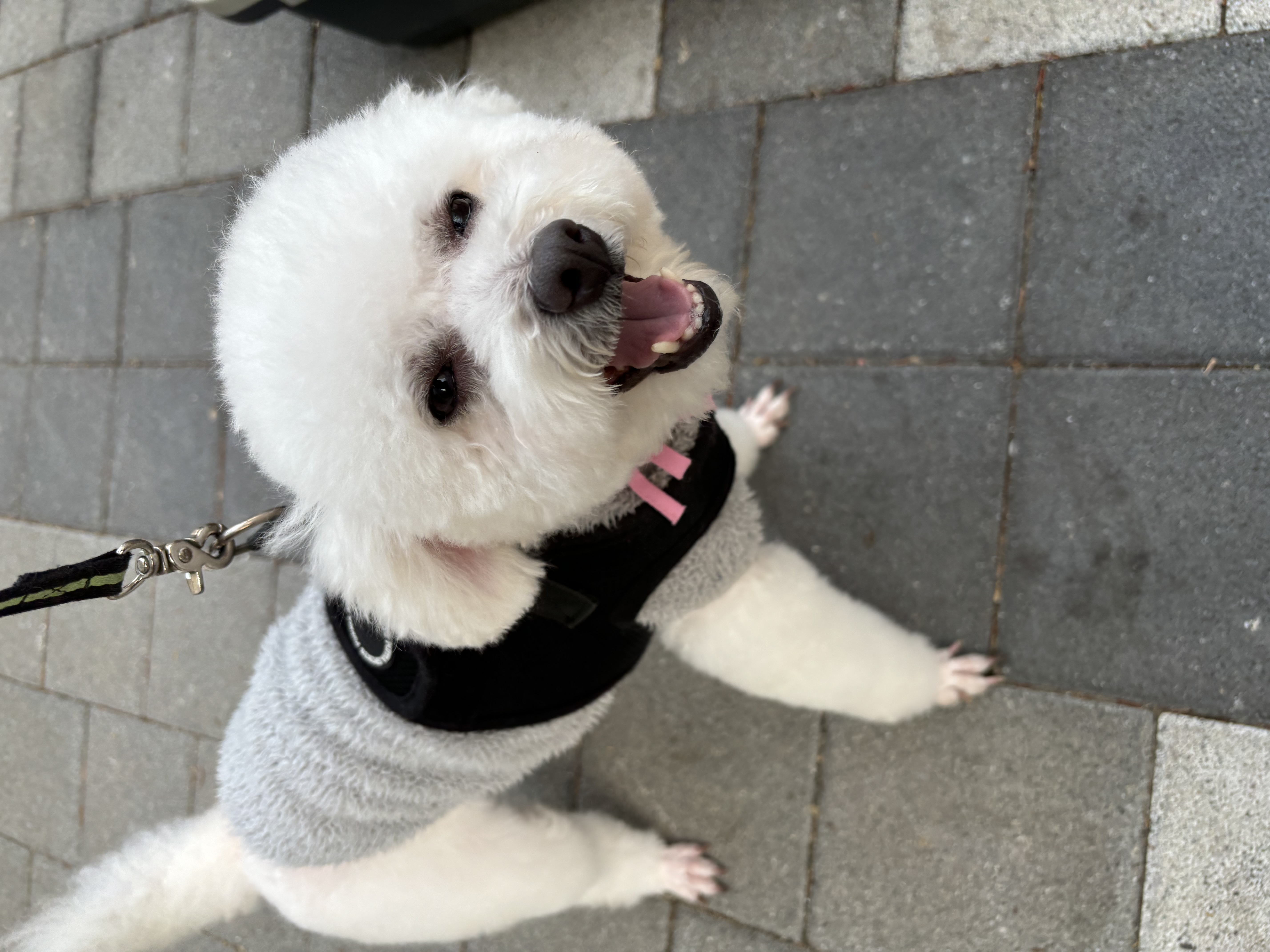 세나(다운이) 잘지내고있어요