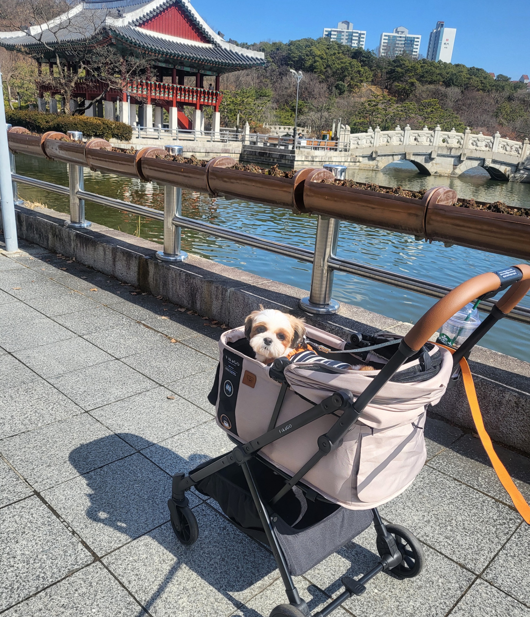 호두 (양구 용용이)  입양 한달 후..