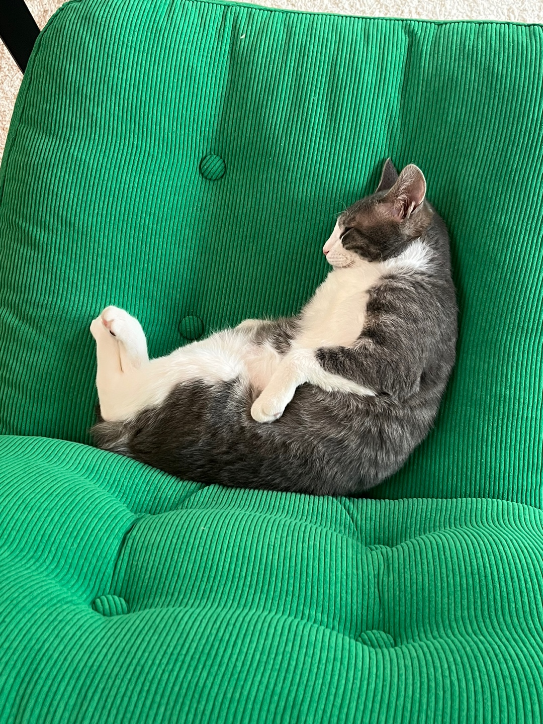 도장이(구 해봄이) 입양 한달 후기 :)