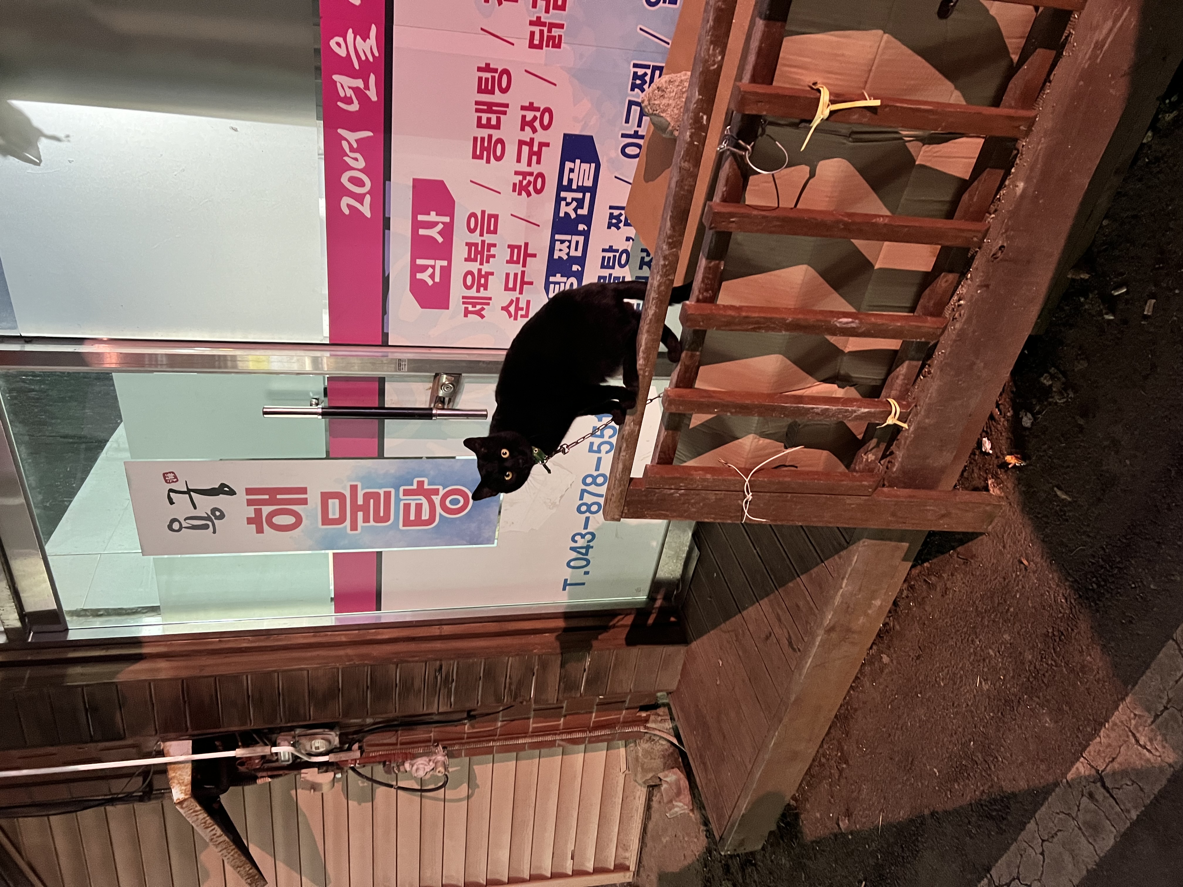 식당 앞에 묶여 목이 쉬도록 울고있는 고양이