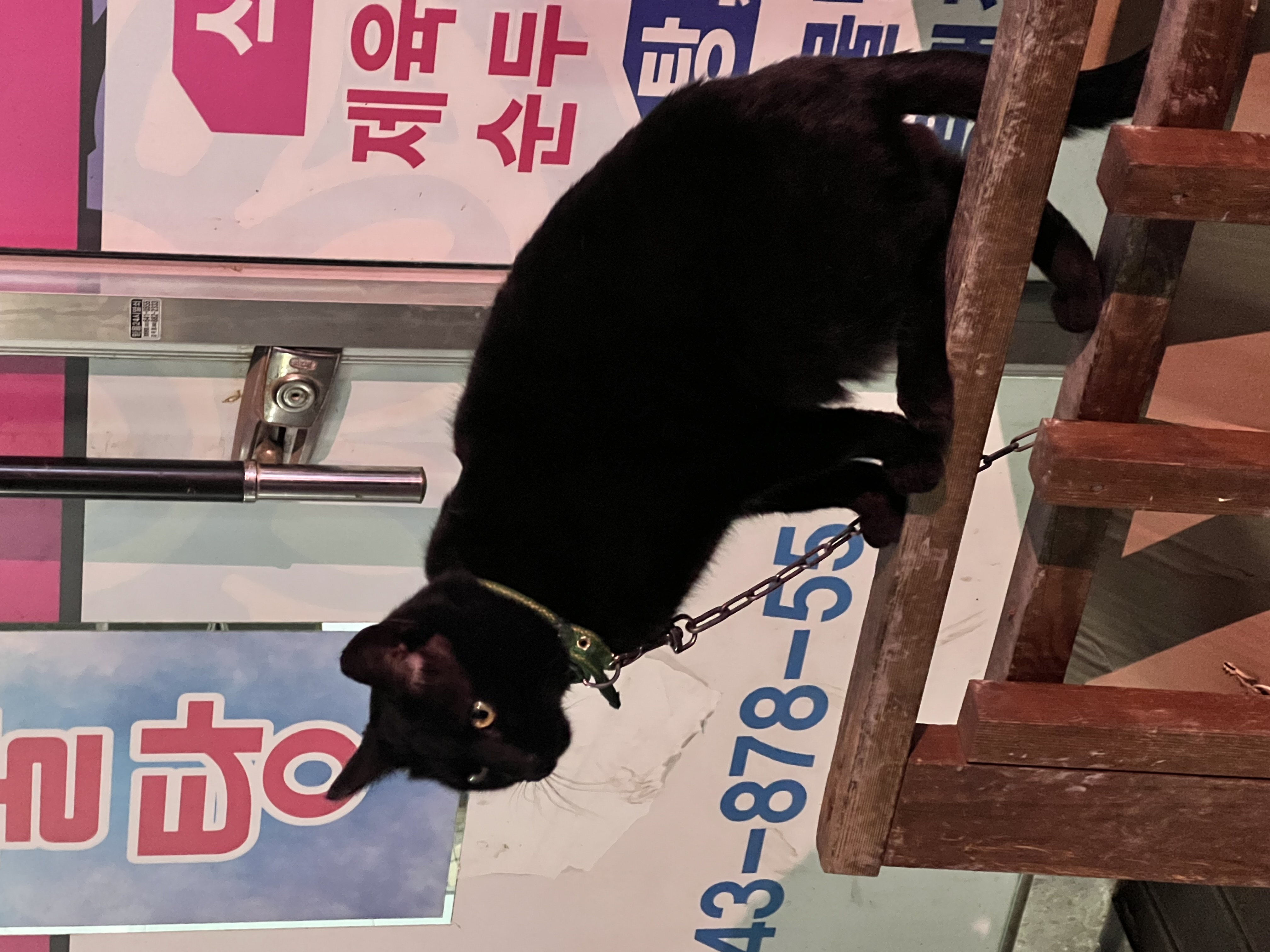 식당 앞에 묶여 목이 쉬도록 울고있는 고양이