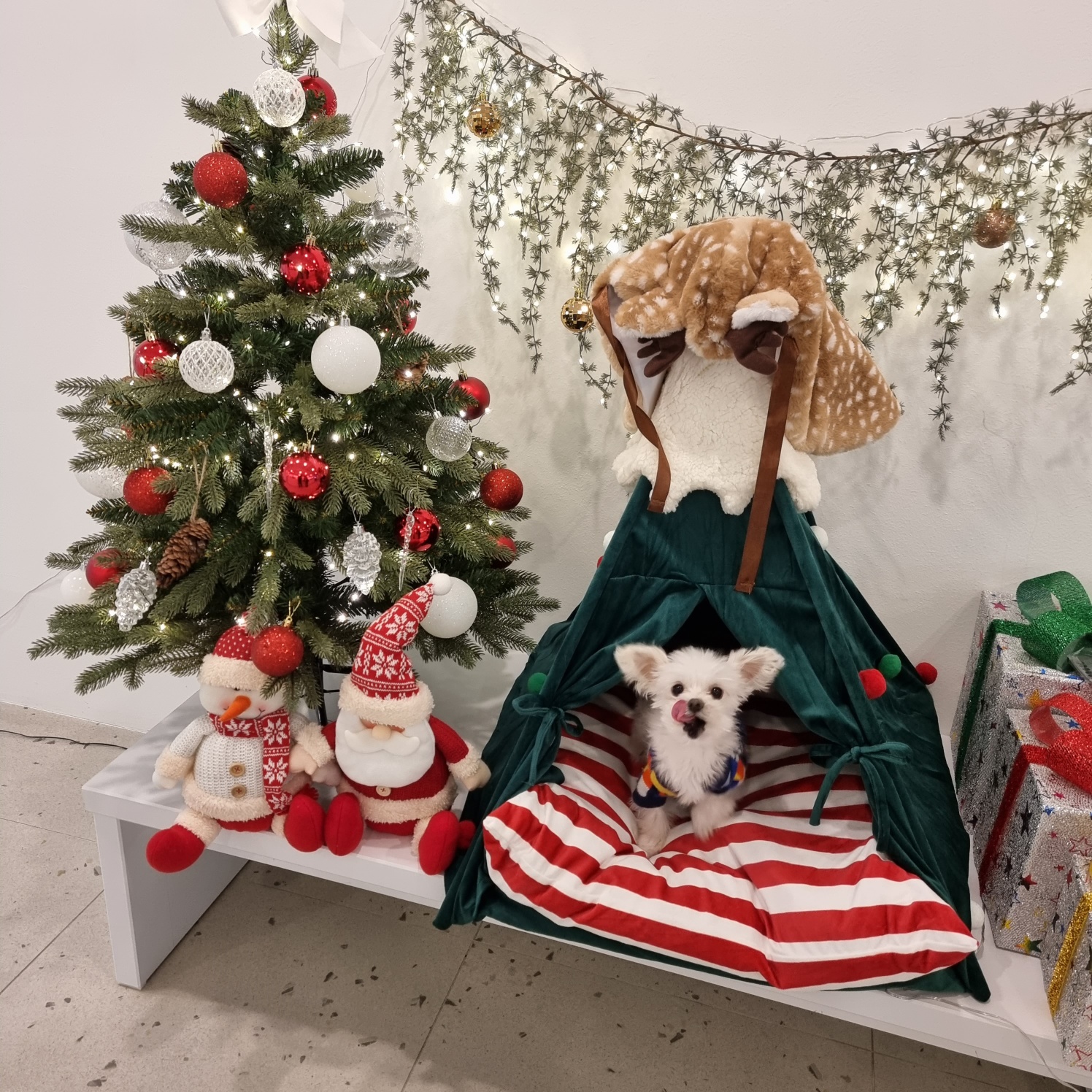 아산구조견 오슬이 입양(현 밥풀이) 함께한 558일