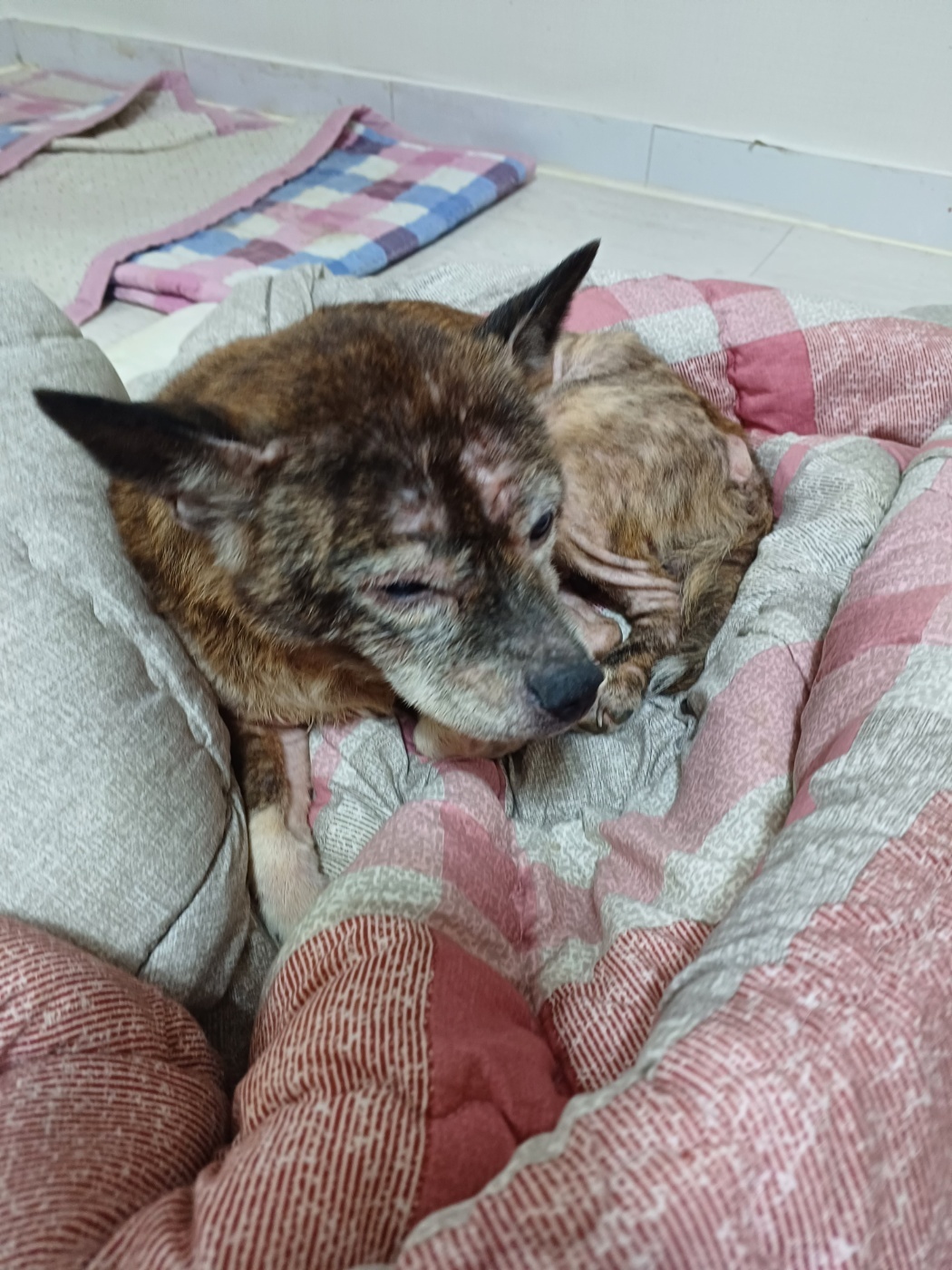 치료도 제때 못받고 학대당하는 강아지를 구해주세요