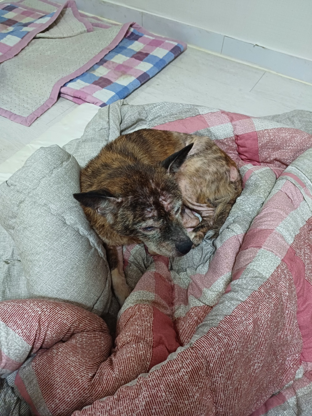치료도 제때 못받고 학대당하는 강아지를 구해주세요