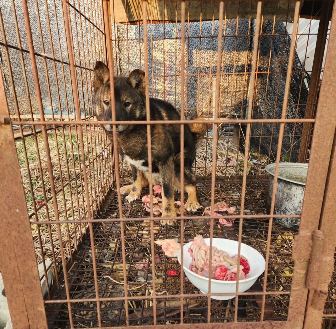 닭 파는 곳에서 개가 자꾸 바뀌고 개를 사고 팔아요ㅠㅠ