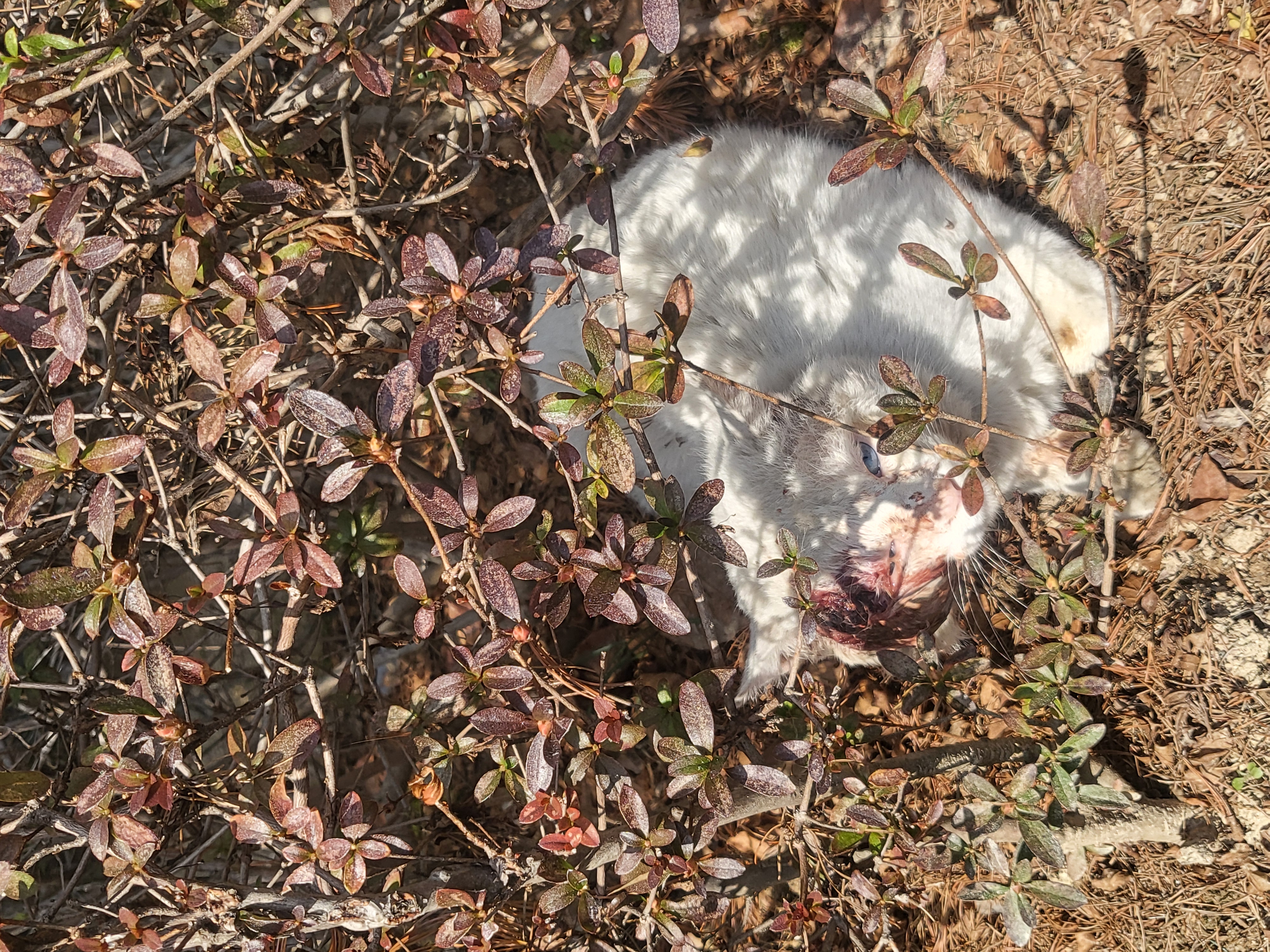 오른쪽눈위가 많이 다친 터키시앙고라 길고양이 입니다