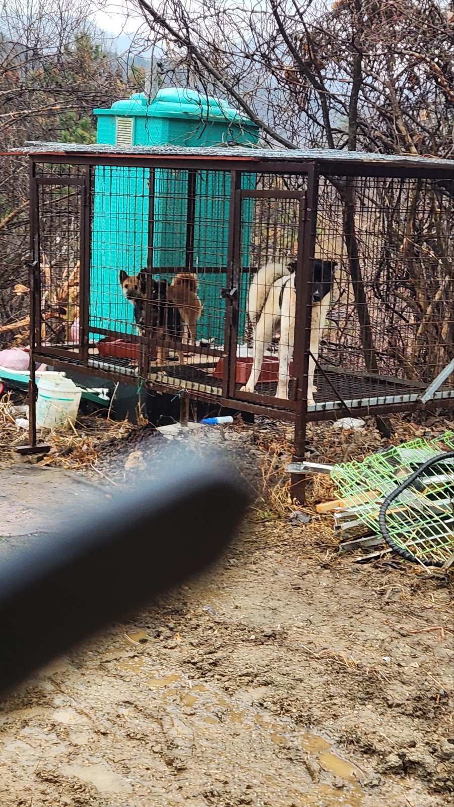 양평군 지평면 수곡리755. 번지 - 건강원 같이 운영하면서 개들 사육