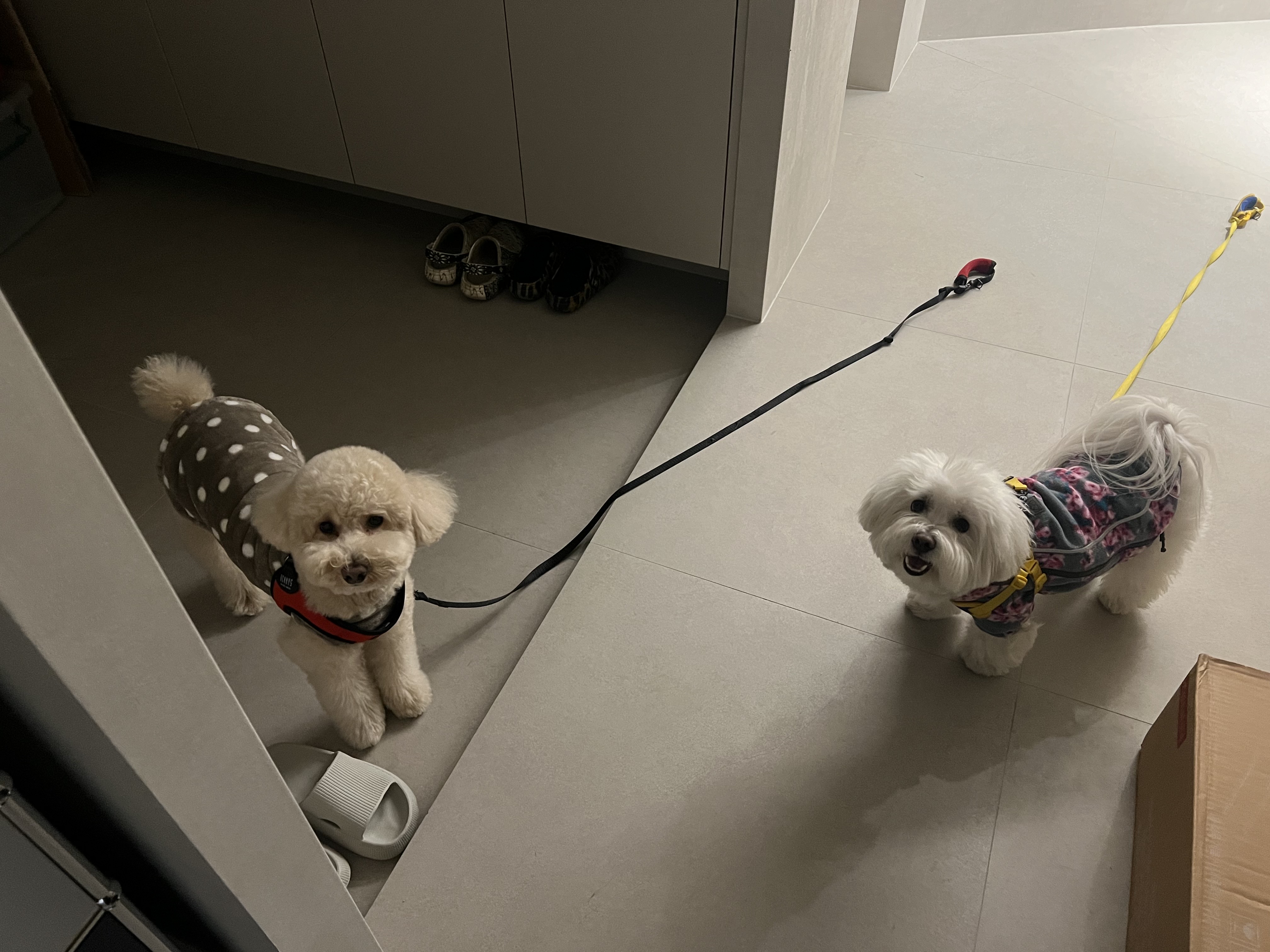 도담이(푸삼) 3년차 이야기