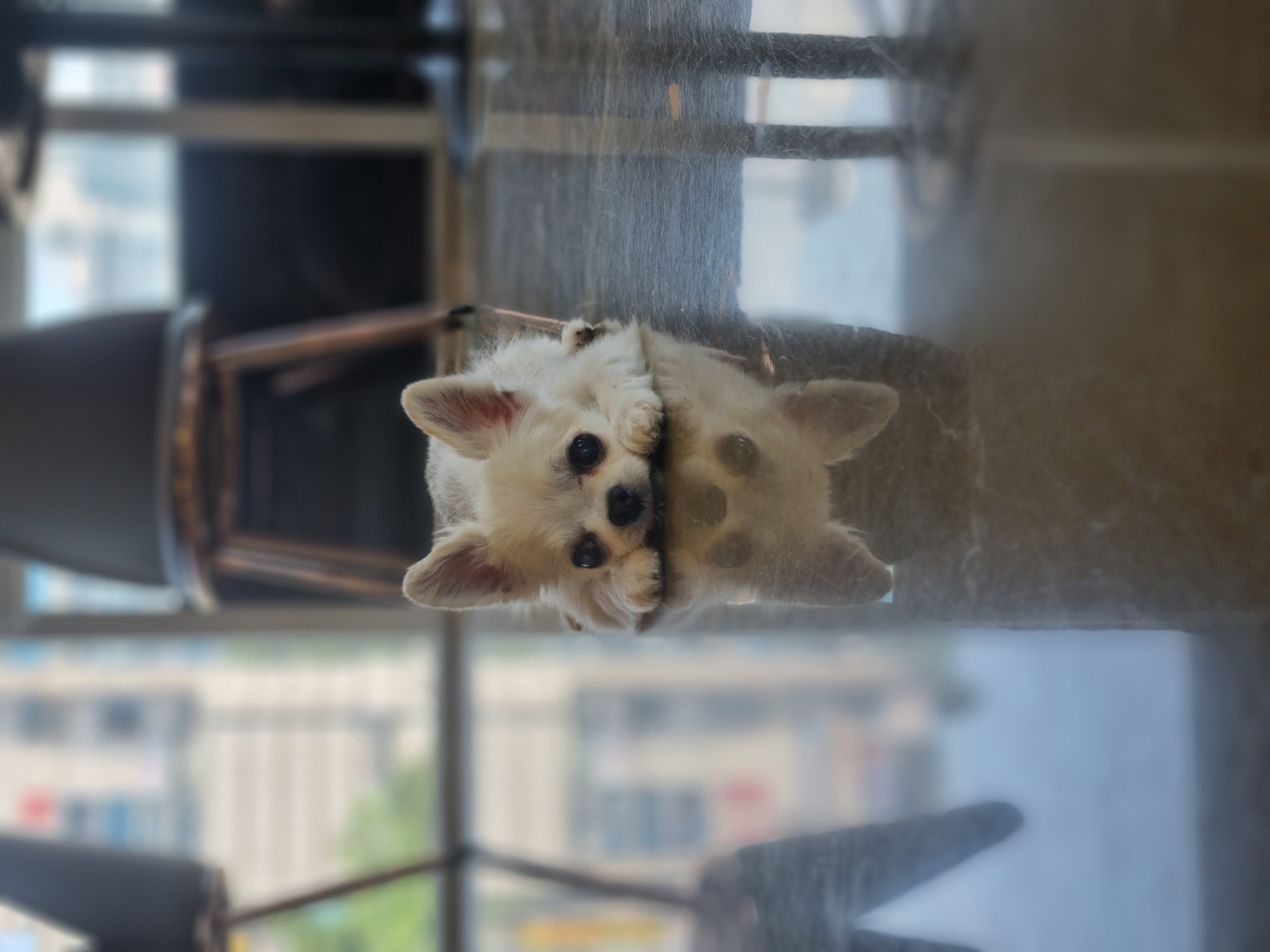 평택치와와 또치(택이) 후기 입니다~