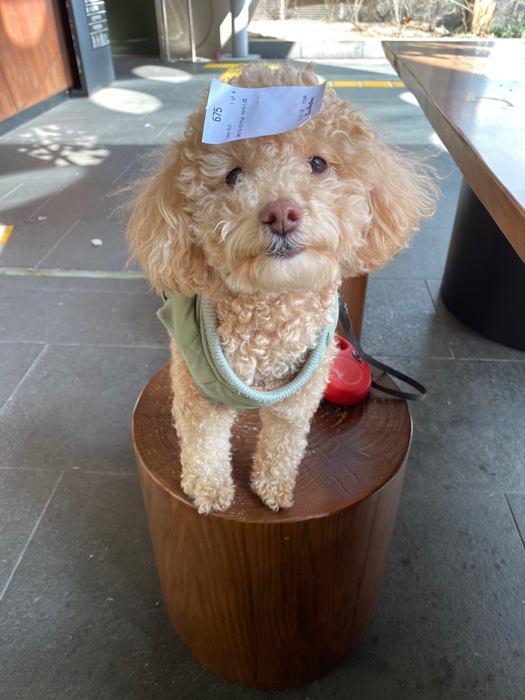랑이(곤지암 해사) 3년 되었어요!