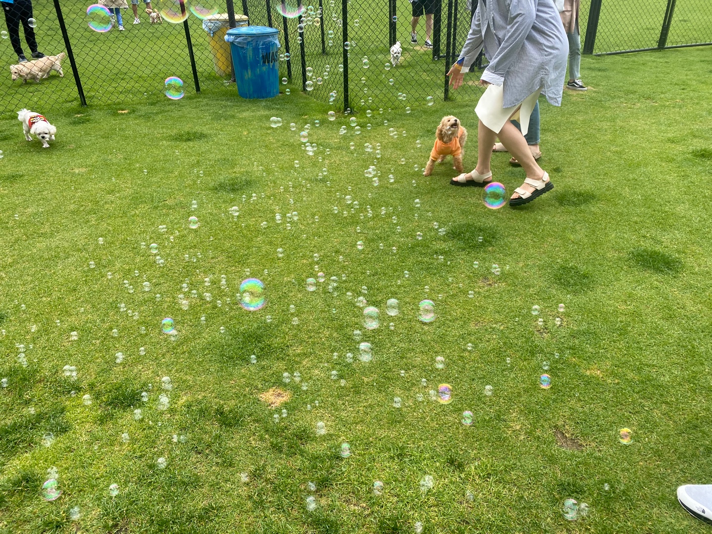 랑이(곤지암 해사) 3년 되었어요!