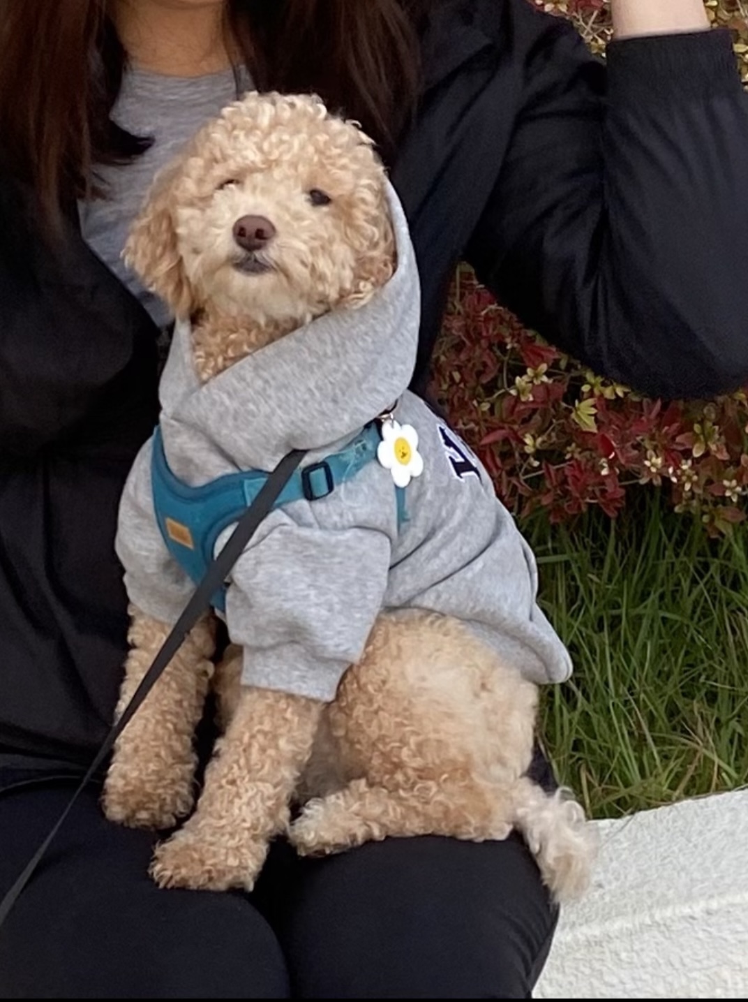 랑이(곤지암 해사) 3년 되었어요!