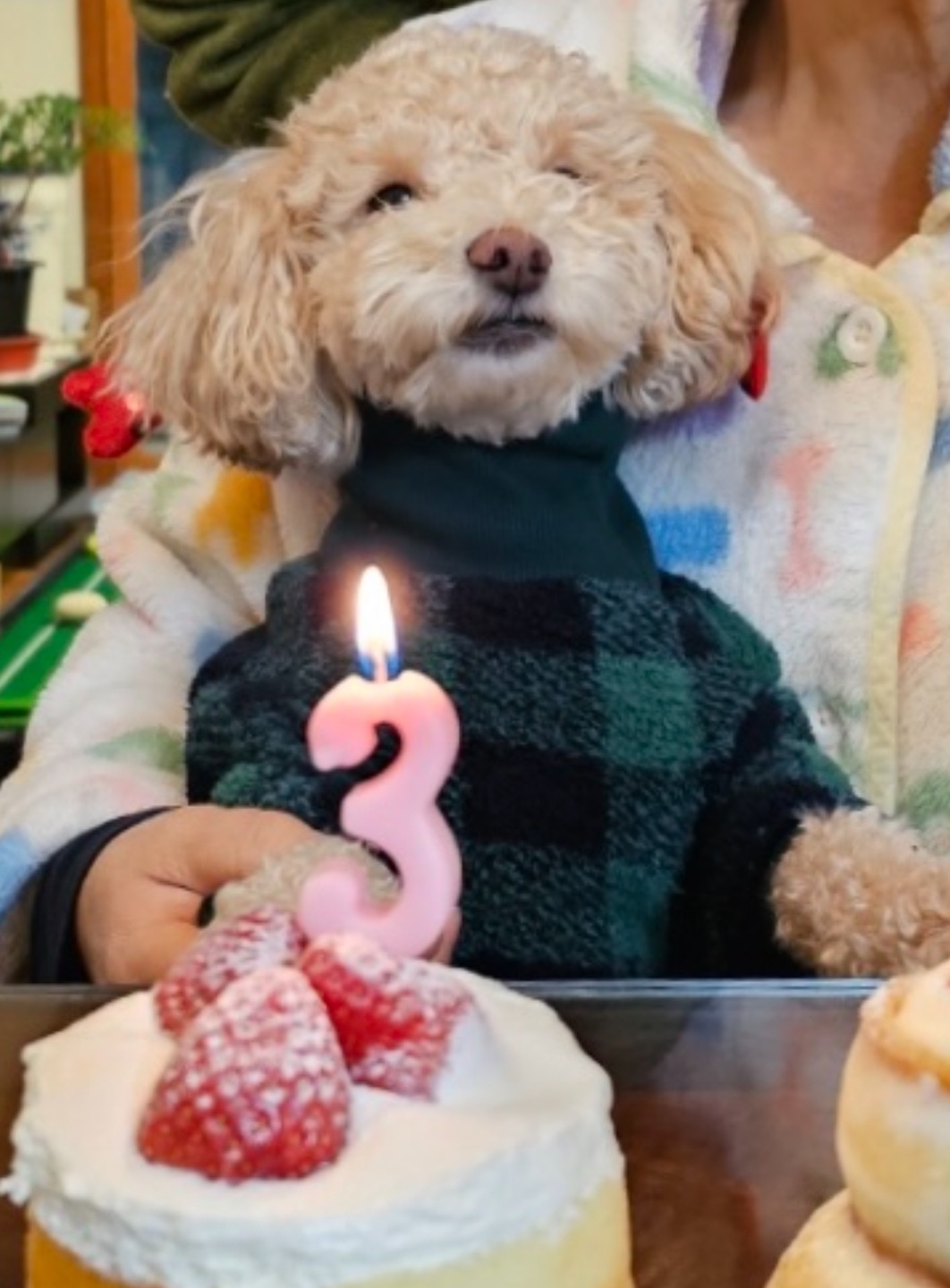 랑이(곤지암 해사) 3년 되었어요!