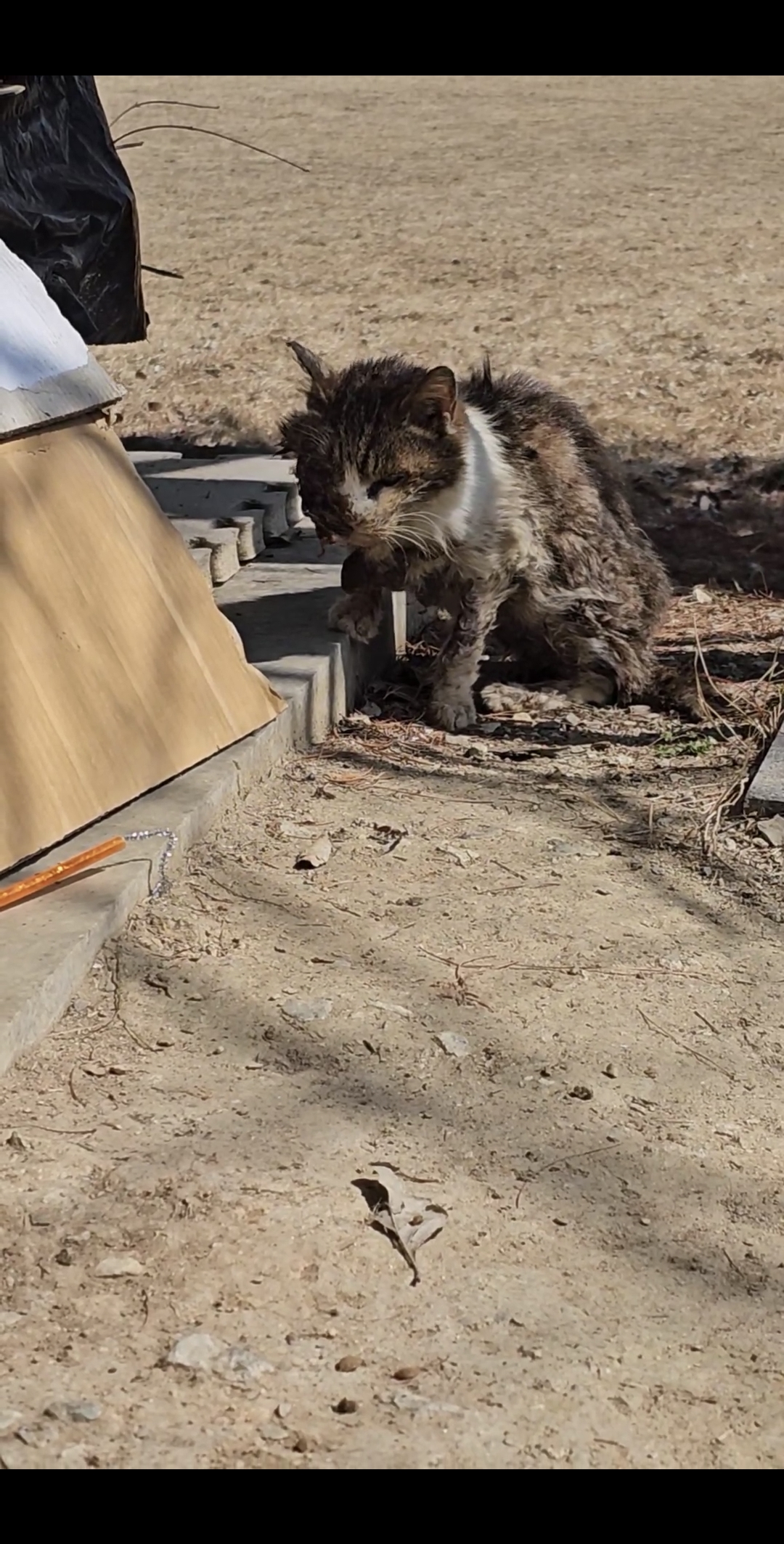 턱과 눈이 녹은 길냥이