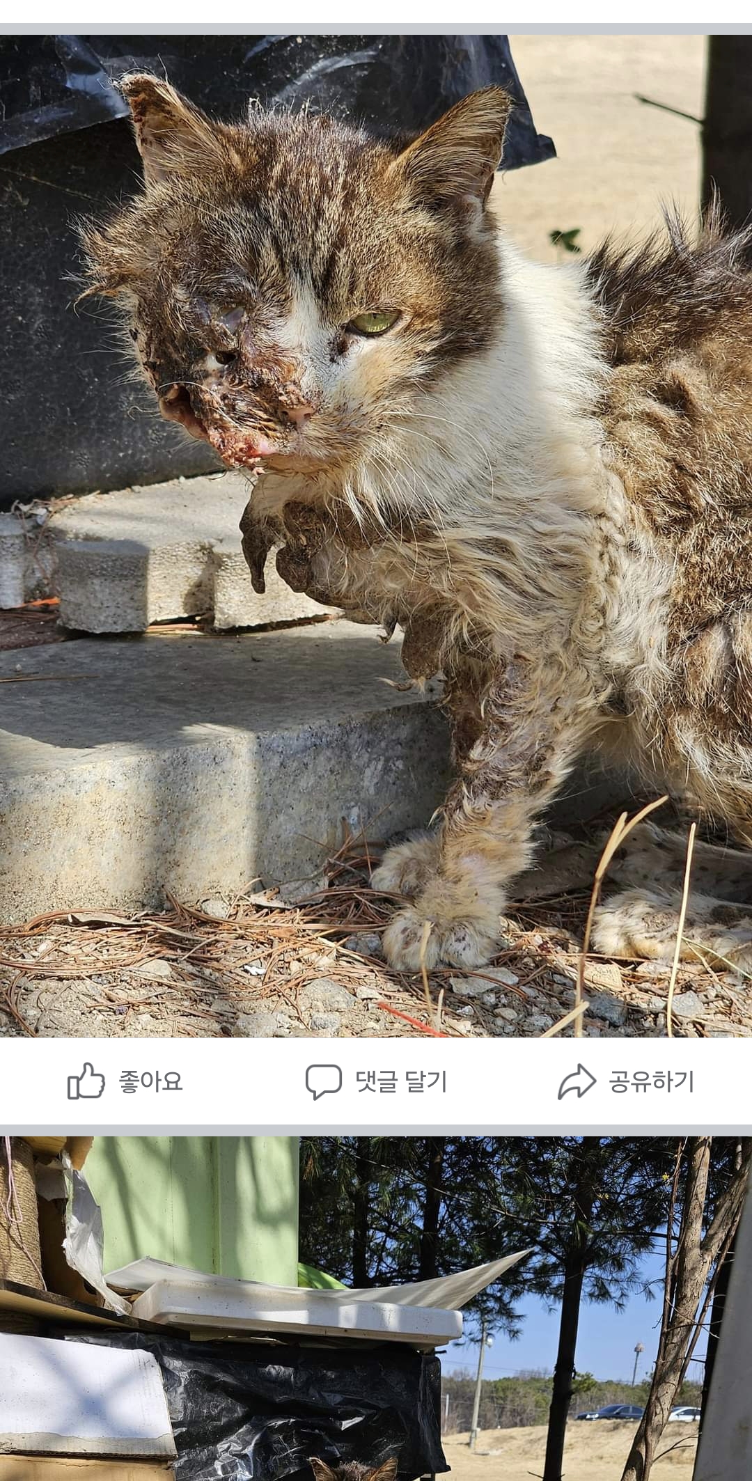 턱과 눈이 녹은 길냥이