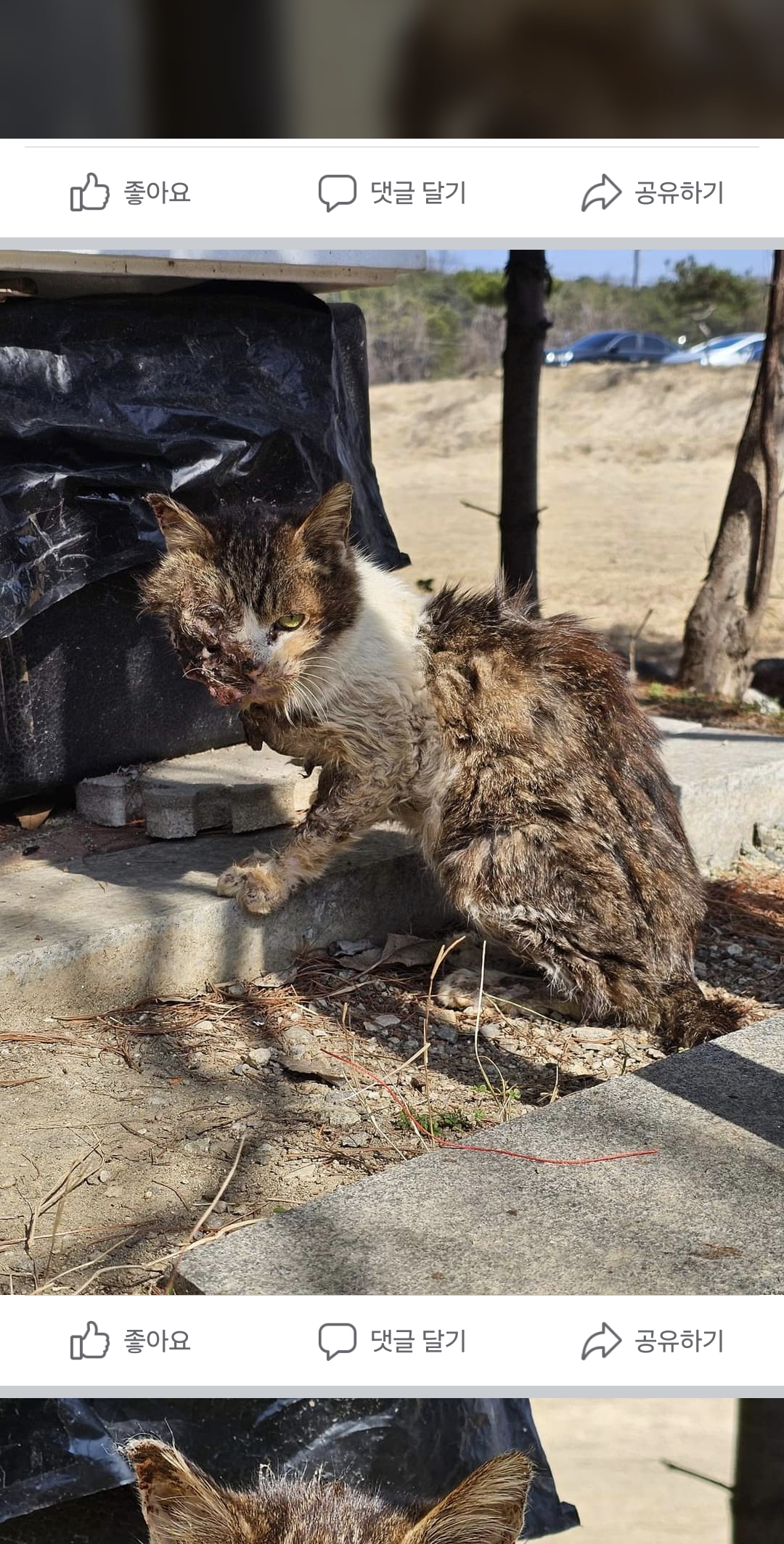 턱과 눈이 녹은 길냥이
