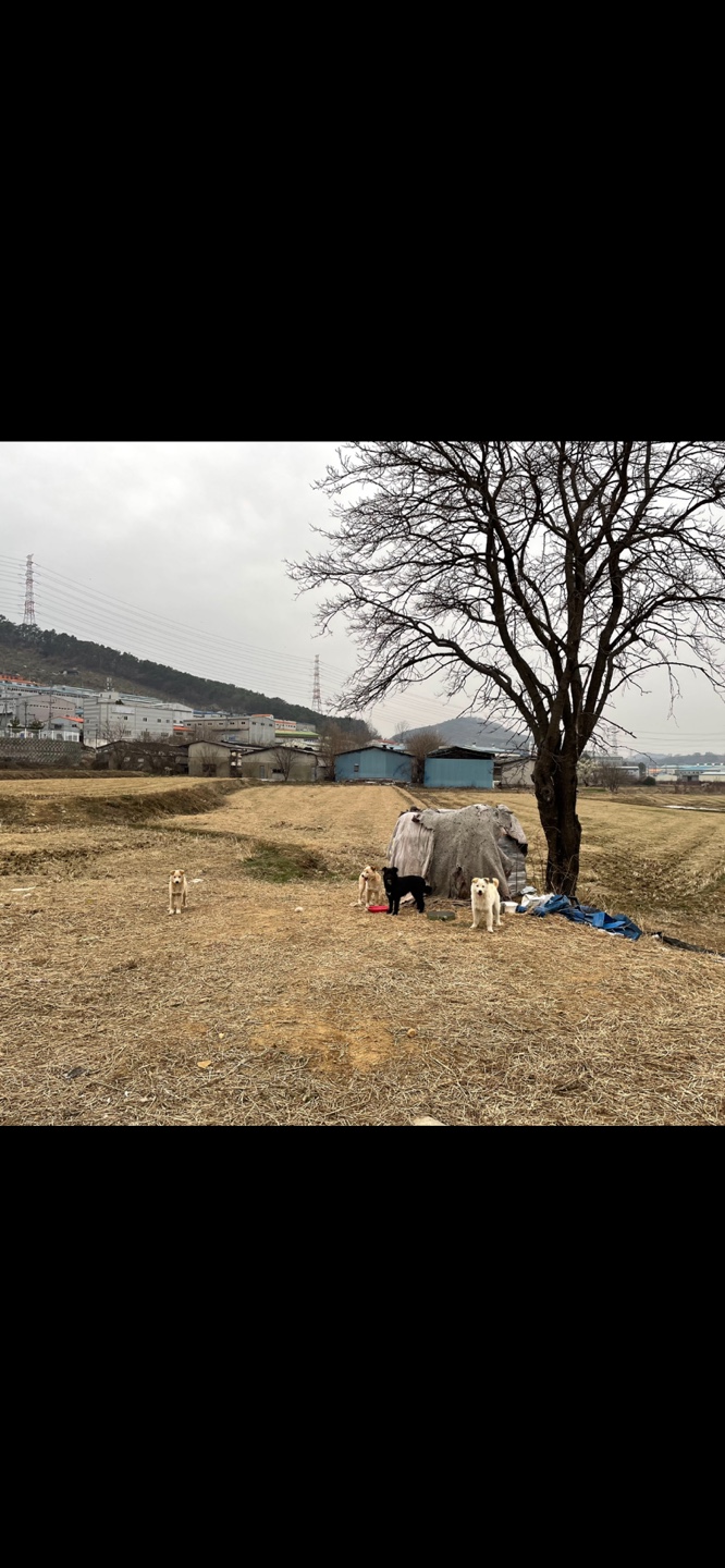 곧 죽임 당할것 같은 유기견 가족 구조 요청합니다.