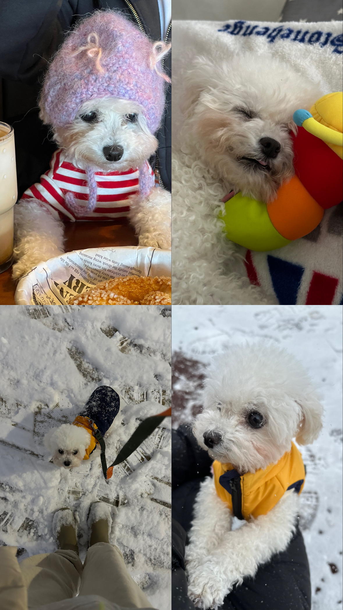 콩설이(조이) 입양 3개월 후기