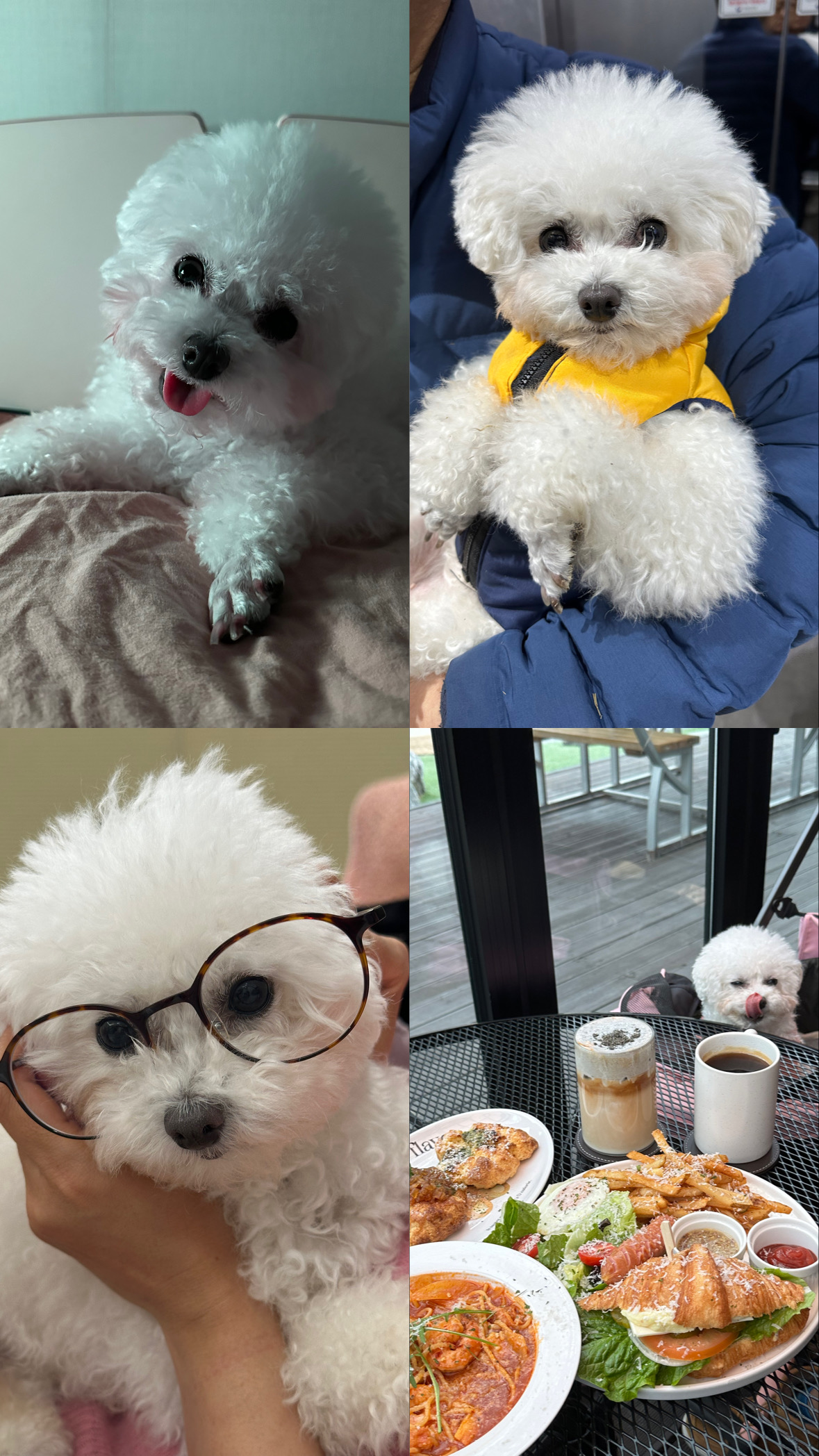 콩설이(조이) 입양 3개월 후기