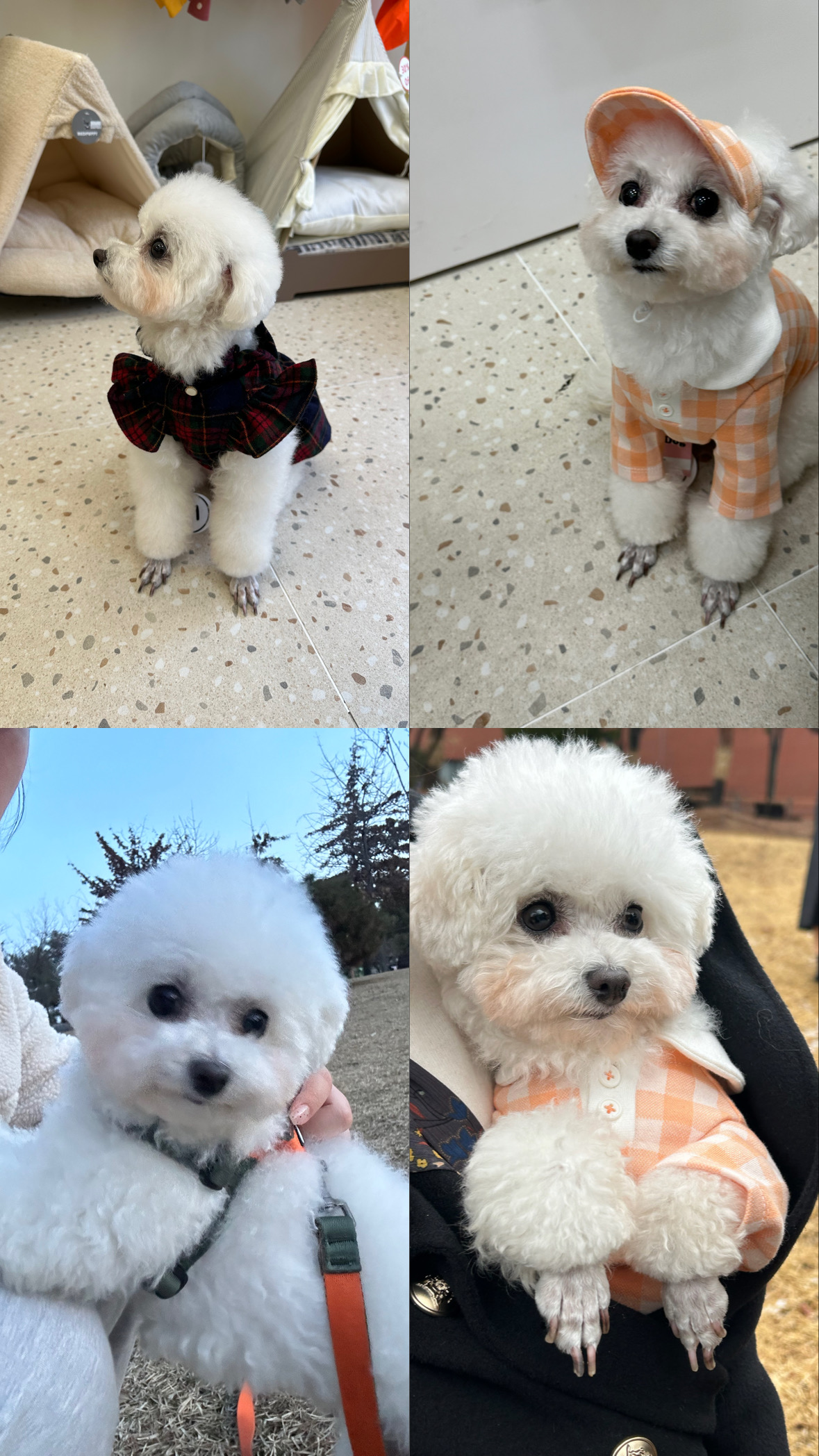 콩설이(조이) 입양 3개월 후기
